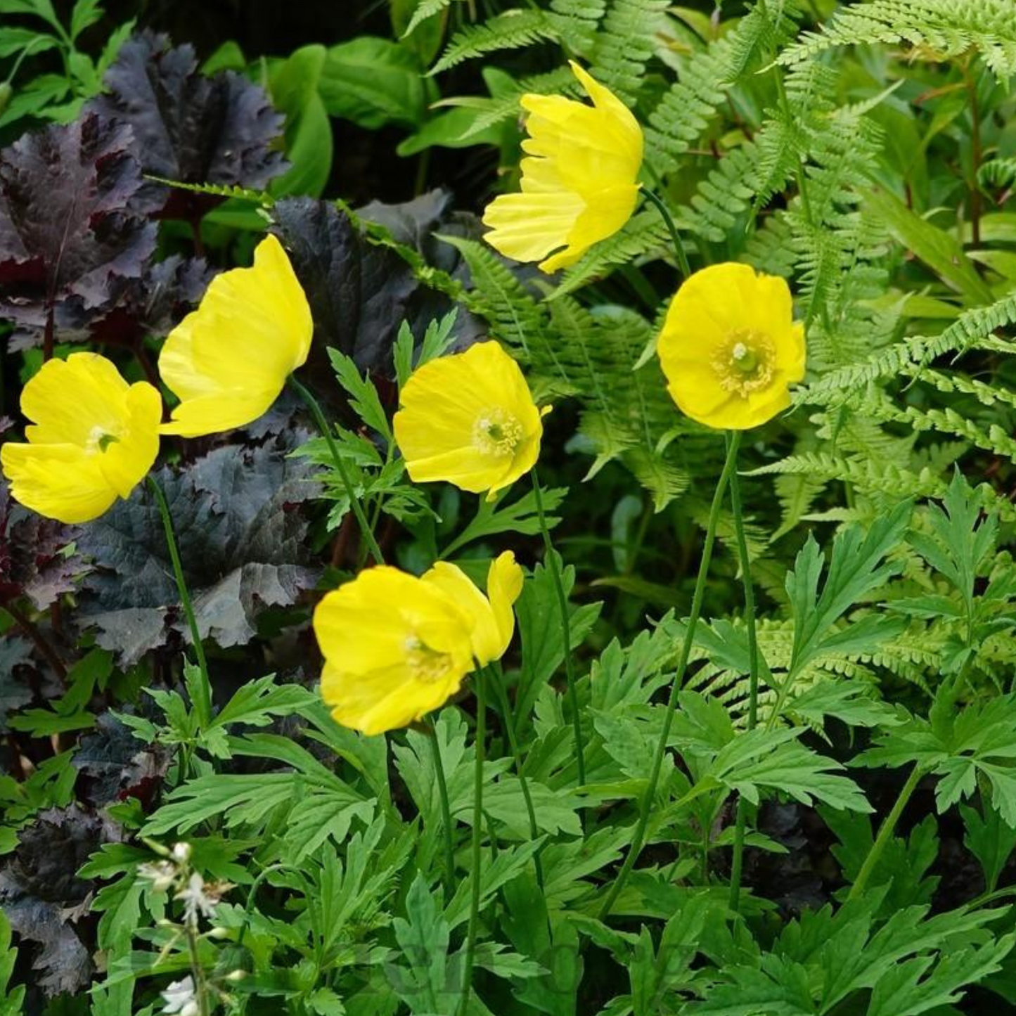 Papaver nudicaule Champagne Bubbles Yellow
