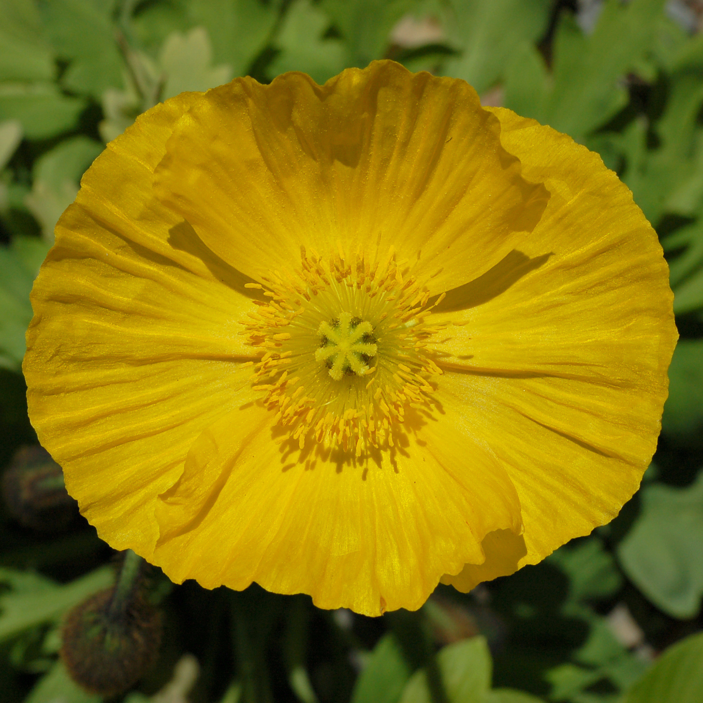 Papaver nudicaule Champagne Bubbles Yellow