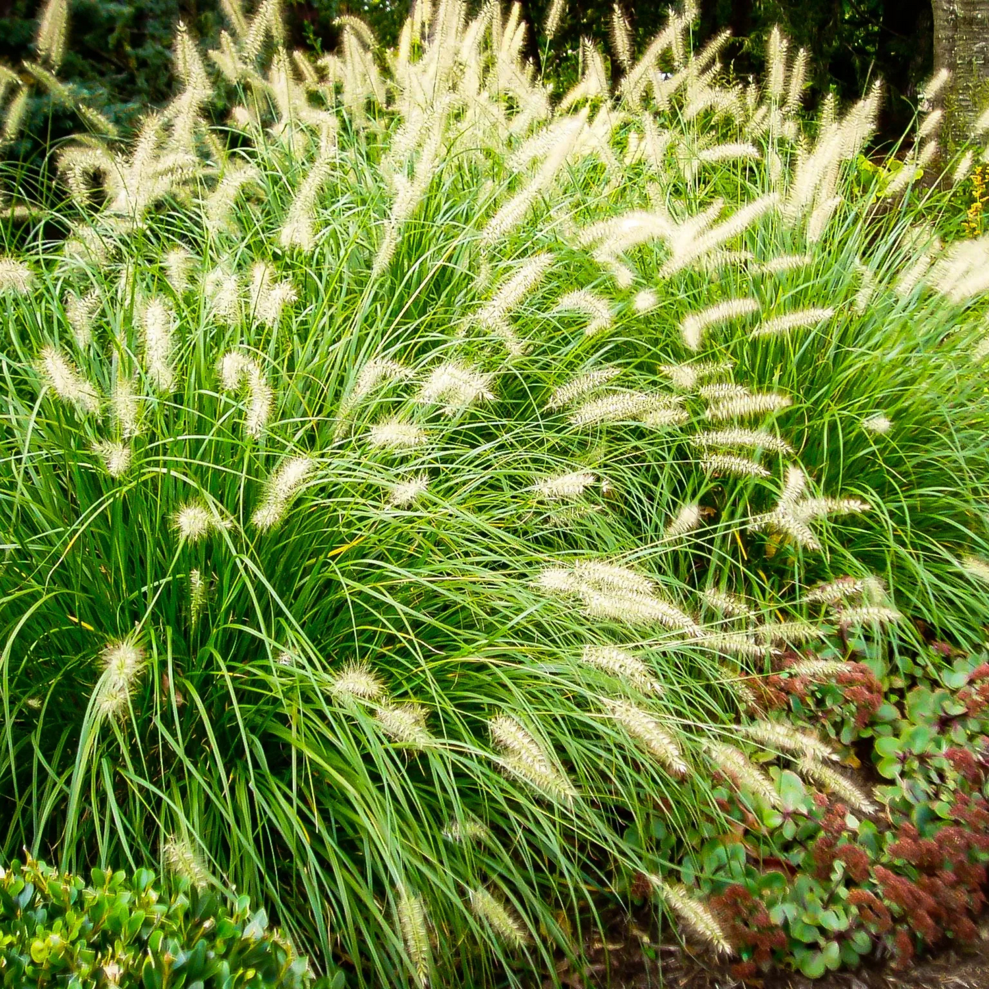 Hameln Dwarf Fountain Grass