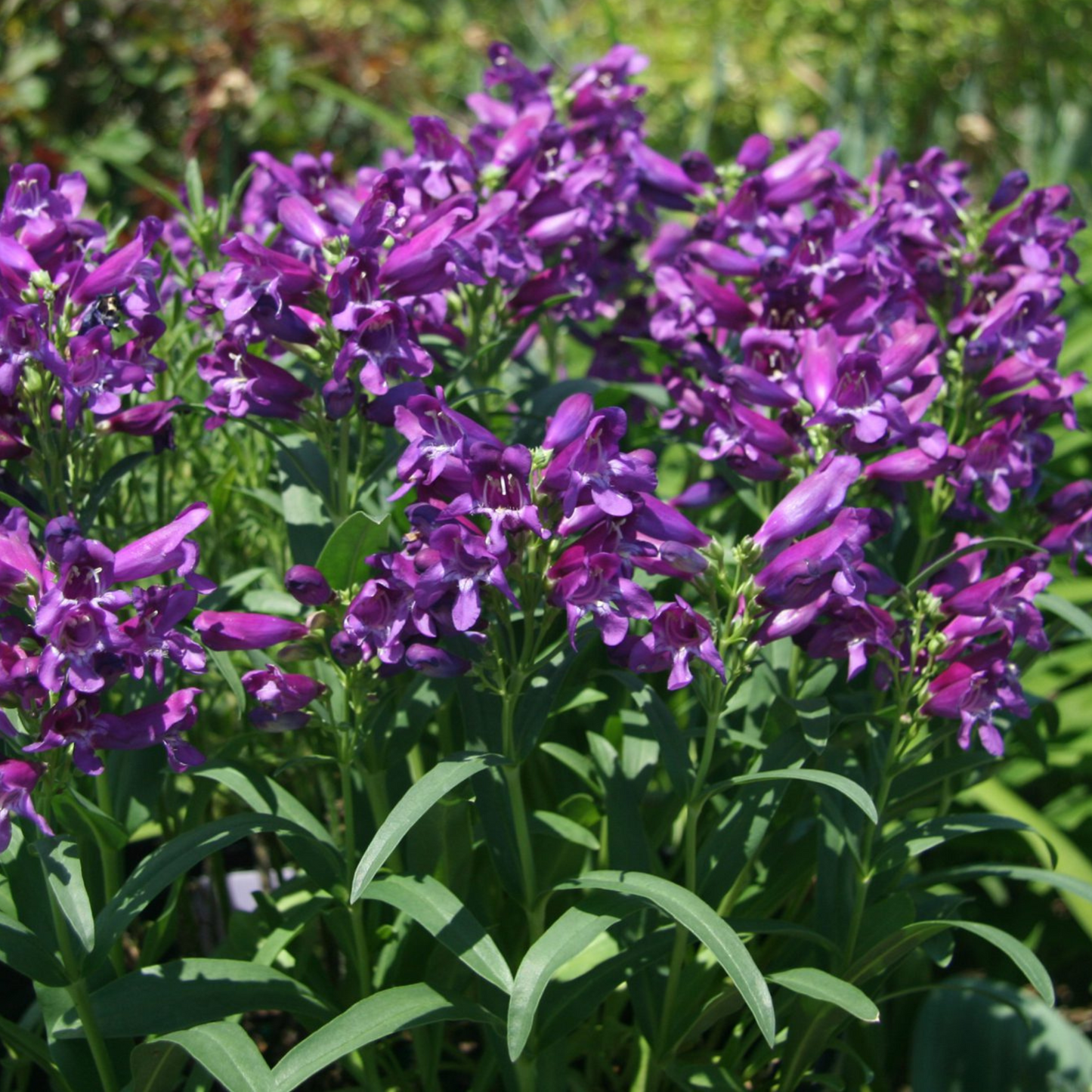 Penstemon barbatus Rock Candy Purple