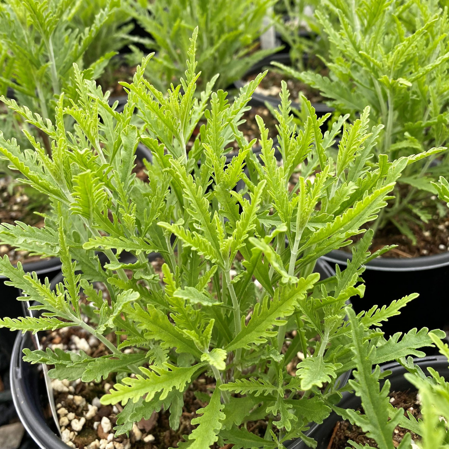 Perovskia atriplicifolia Blue Jean Baby