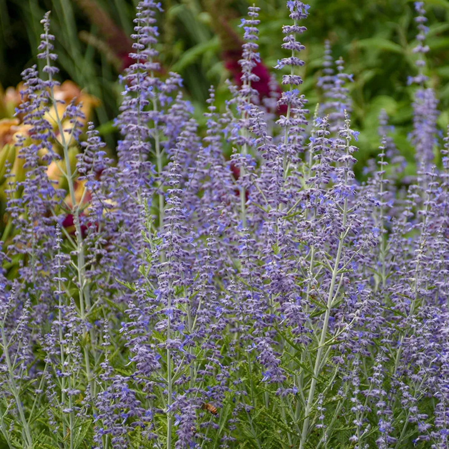 Perovskia atriplicifolia Blue Jean Baby