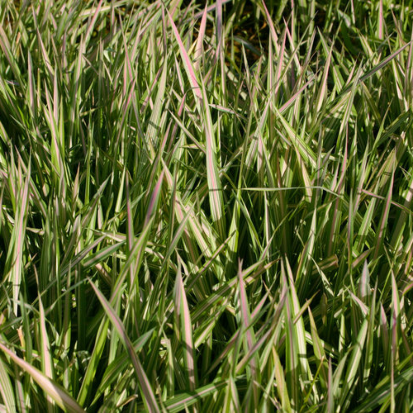 Phalaris Strawberries & Cream Grass