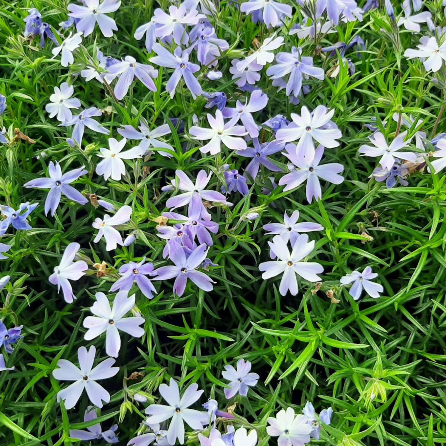 Phlox subulata Oakington Blue Eyes
