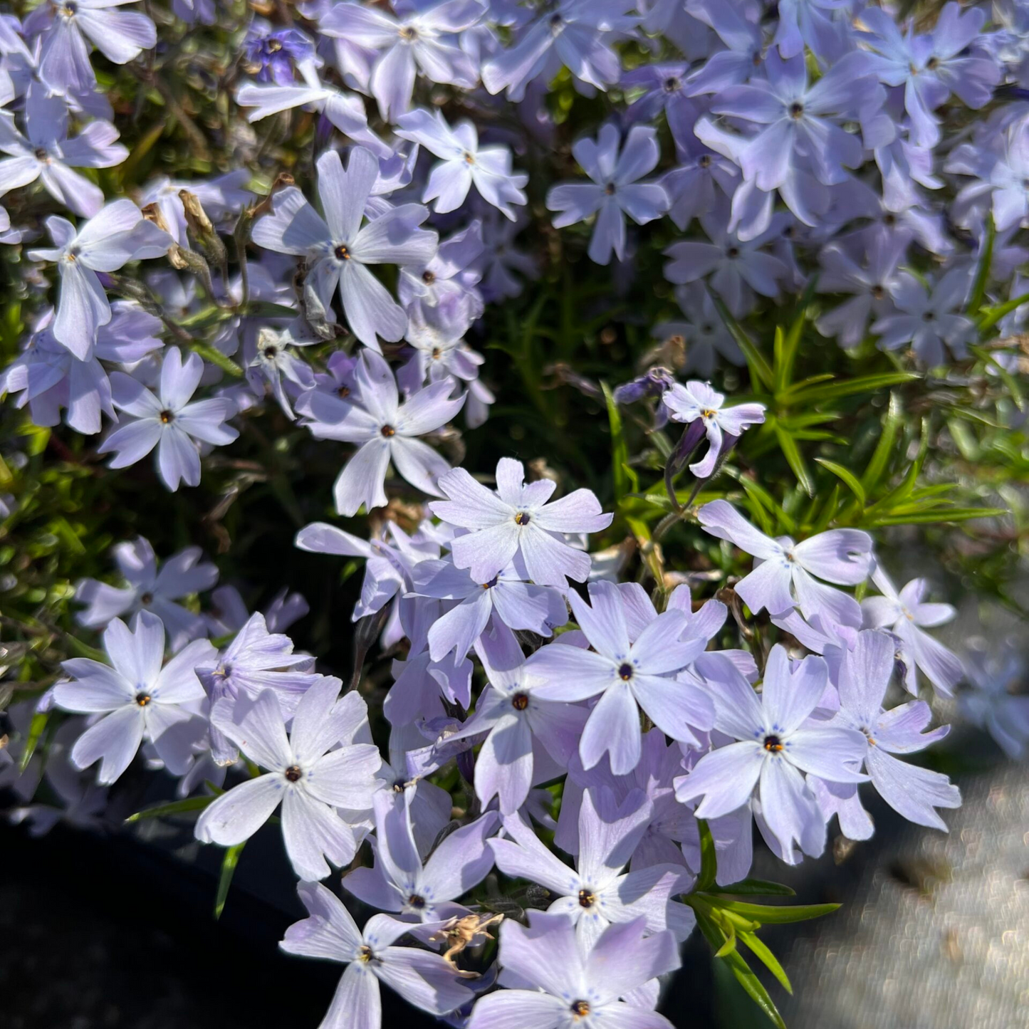 Phlox subulata Oakington Blue Eyes