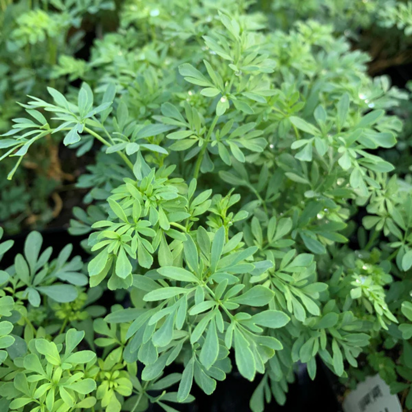 Ruta graveolens Blue Mound