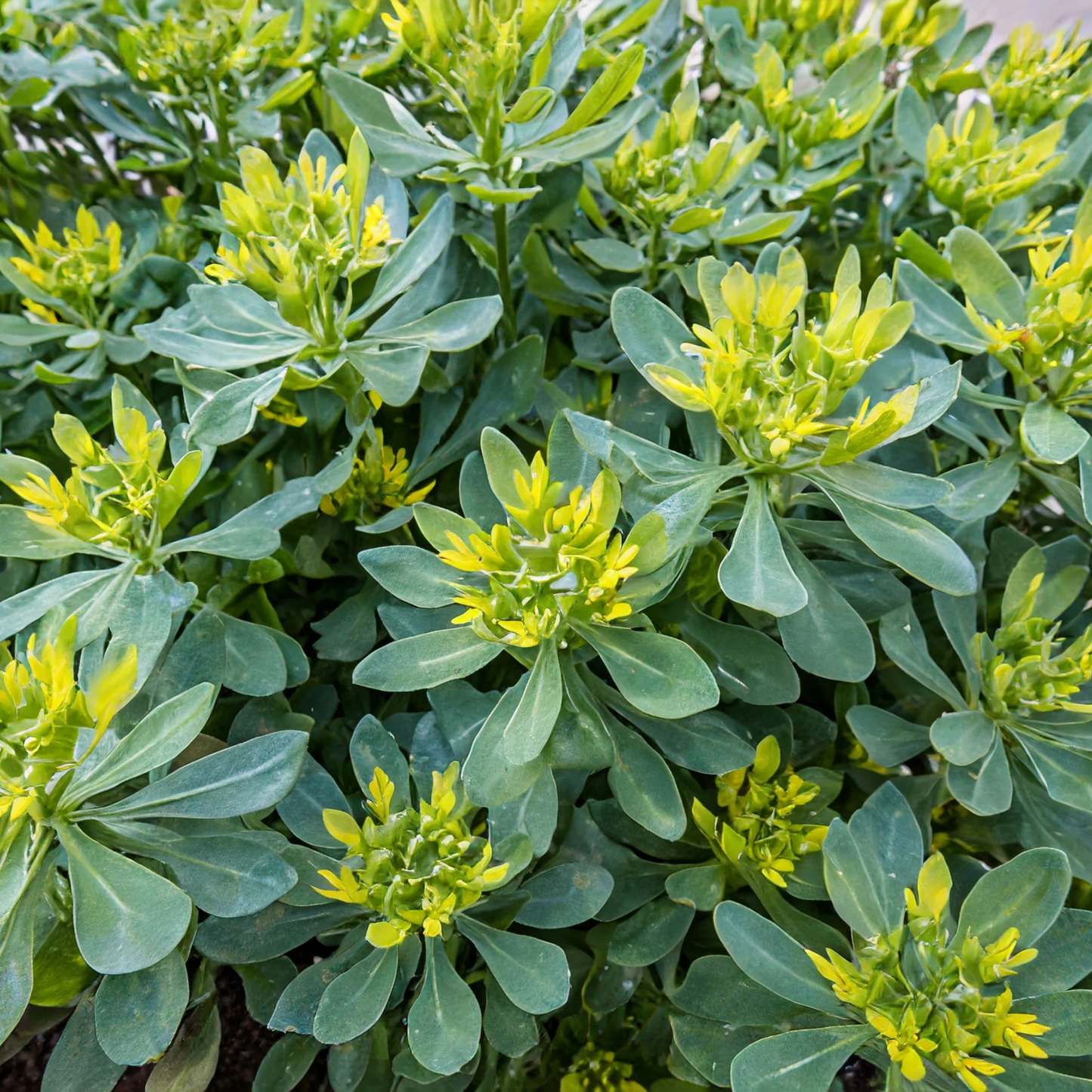 Ruta graveolens Blue Mound