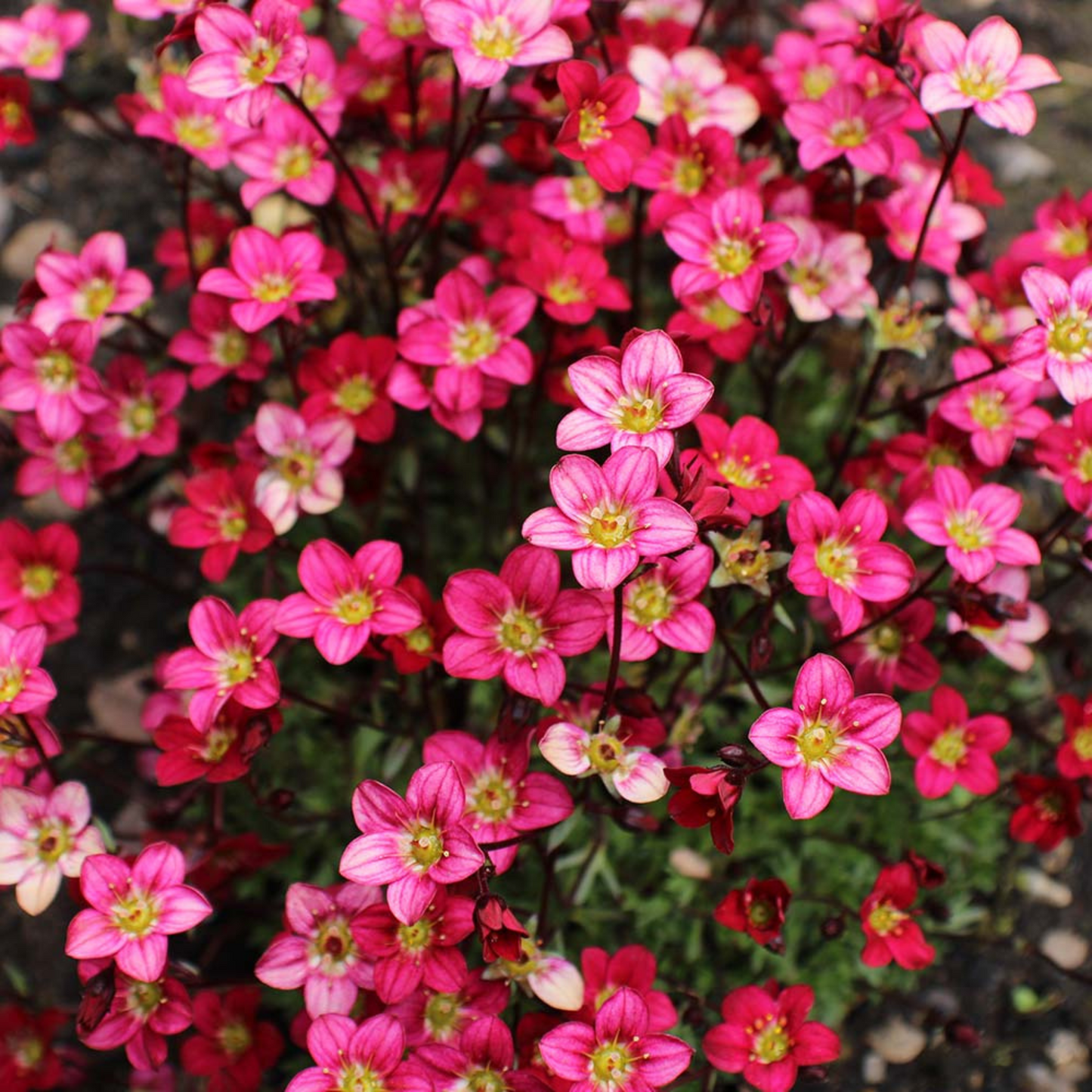 Saxifraga arendsii Marto Red