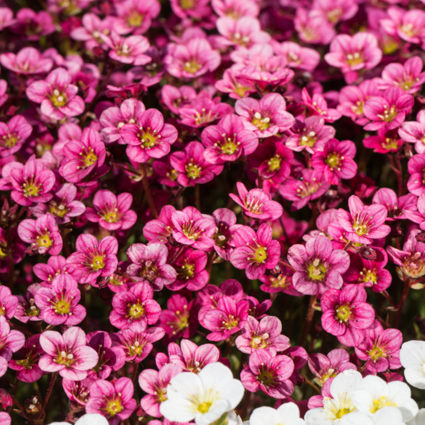 Saxifraga arendsii Marto Red