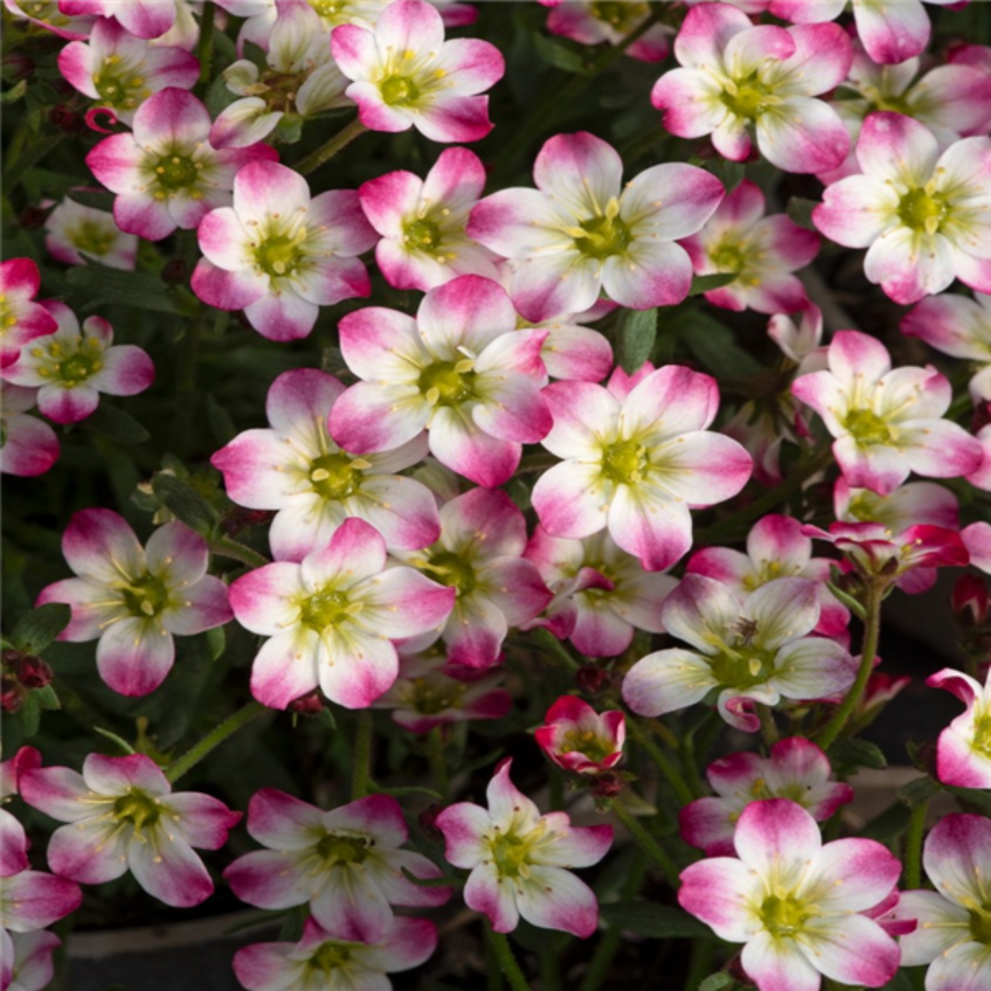 Saxifraga arendsii Marto Red Picotee