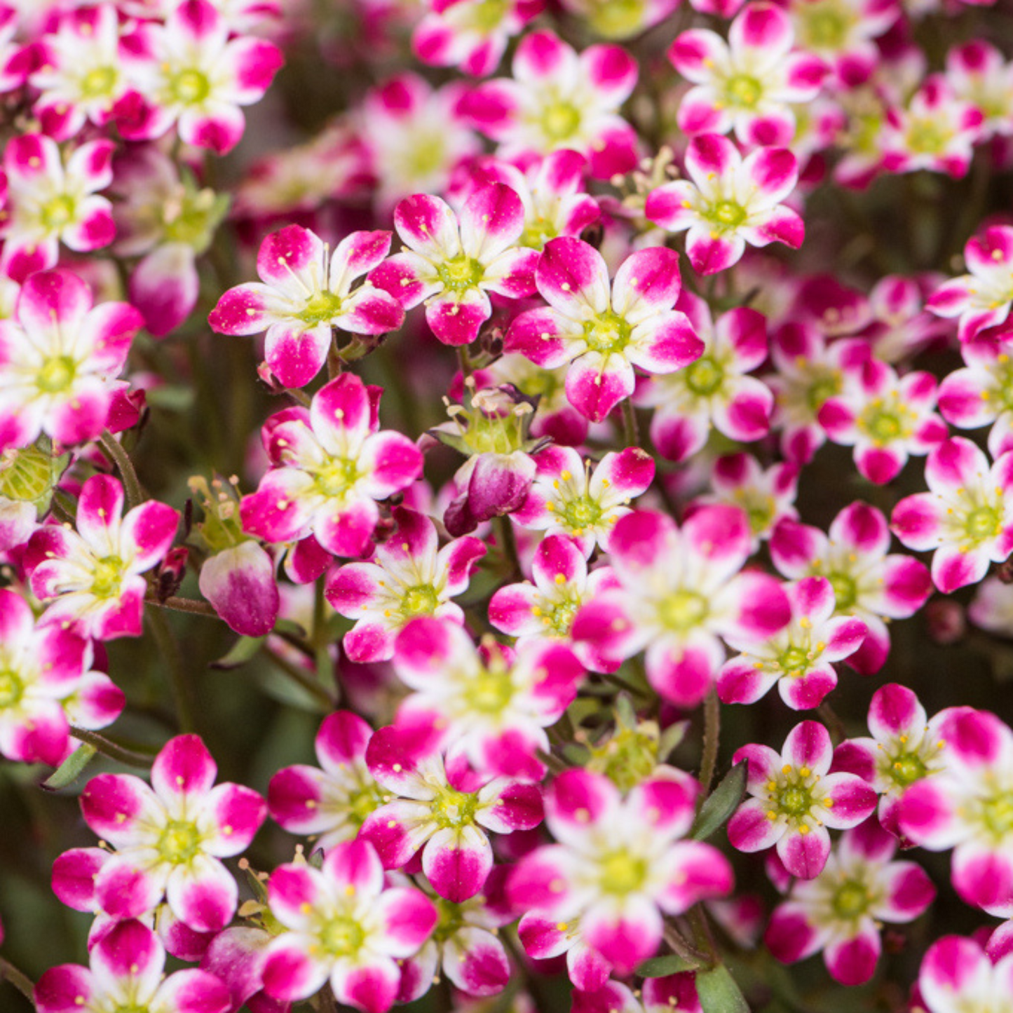 Saxifraga arendsii Marto Red Picotee