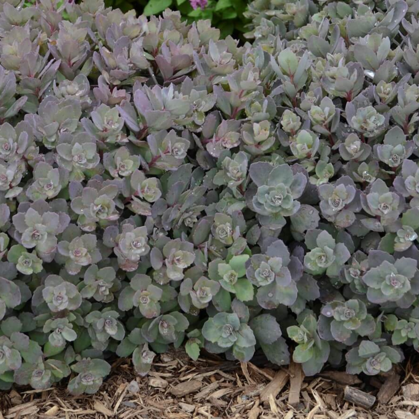 Sedum SunSparkler Dazzleberry