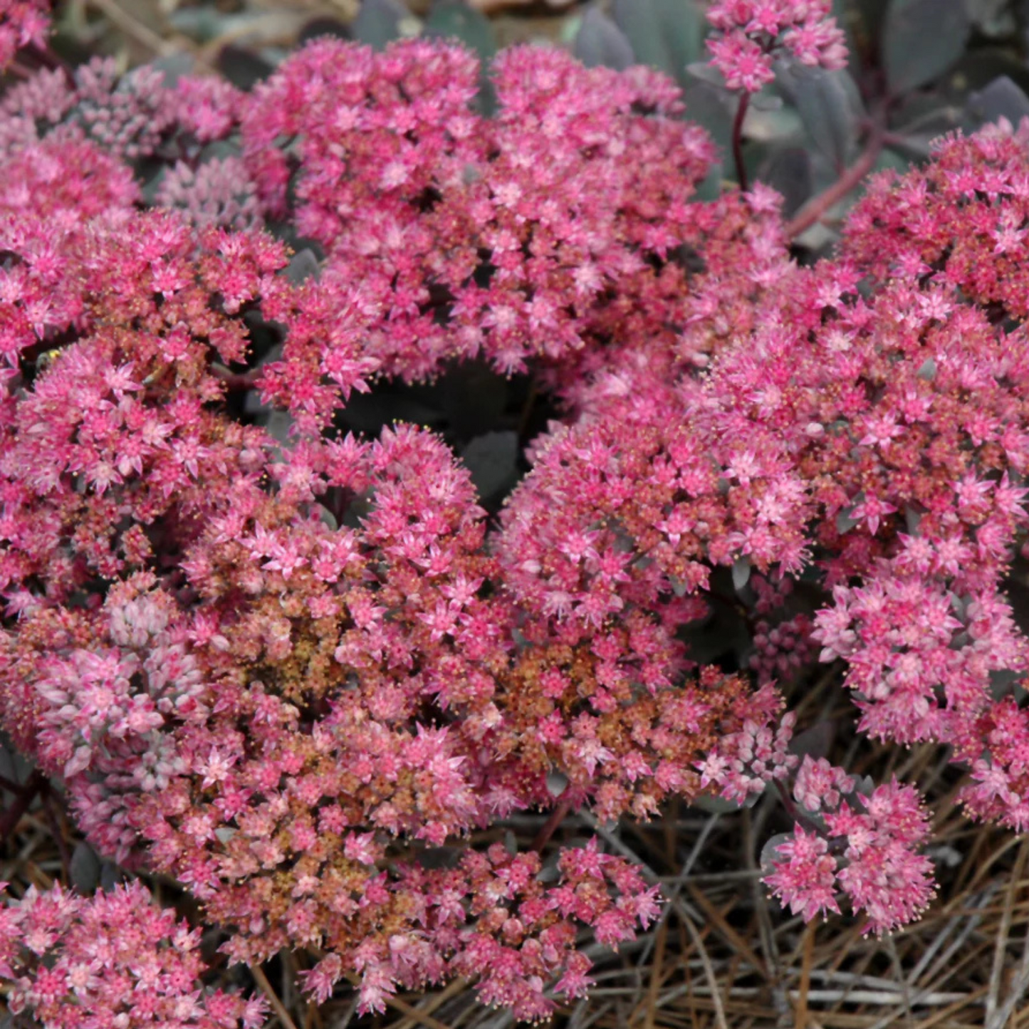 Sedum SunSparkler Dazzleberry