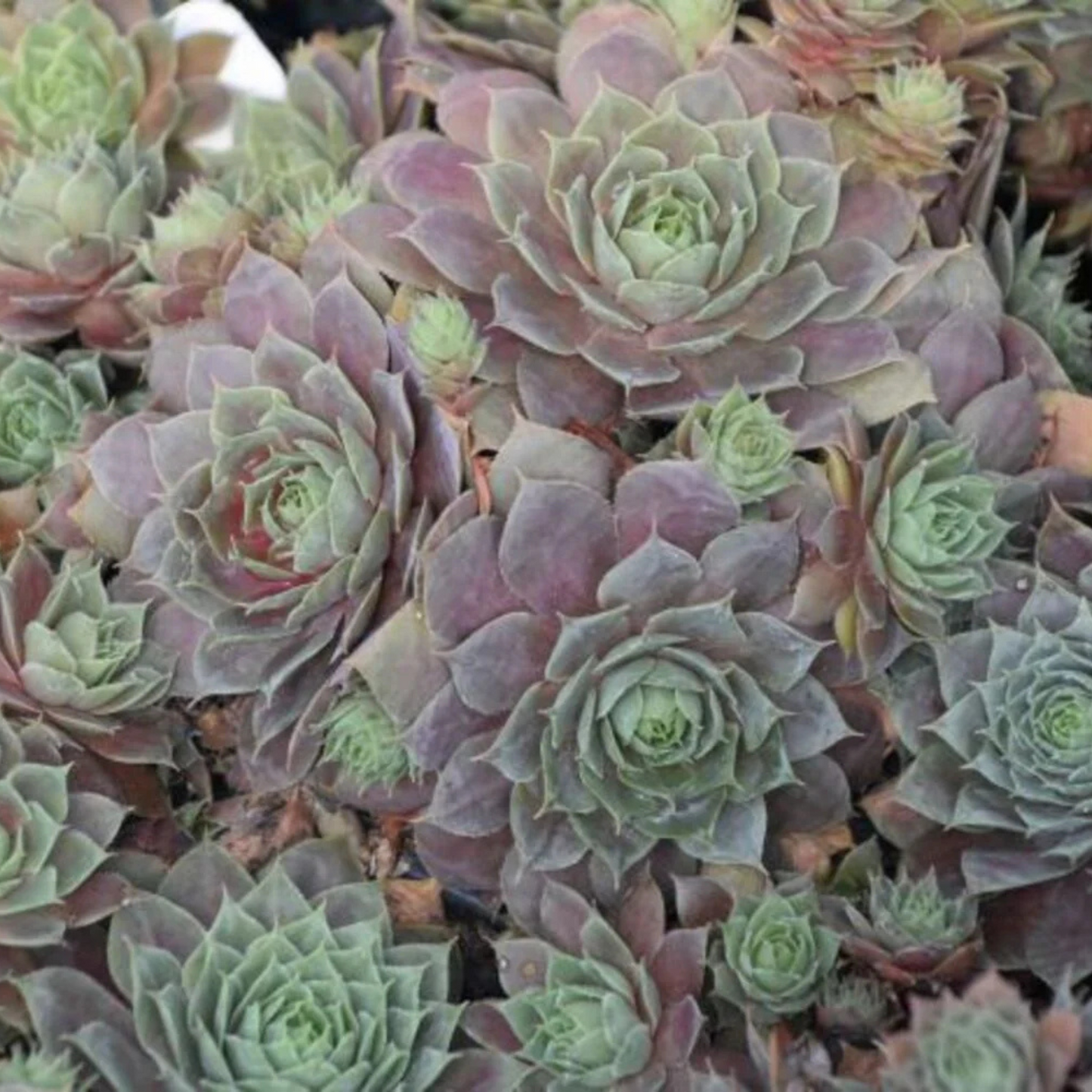 Sempervivum Silverine