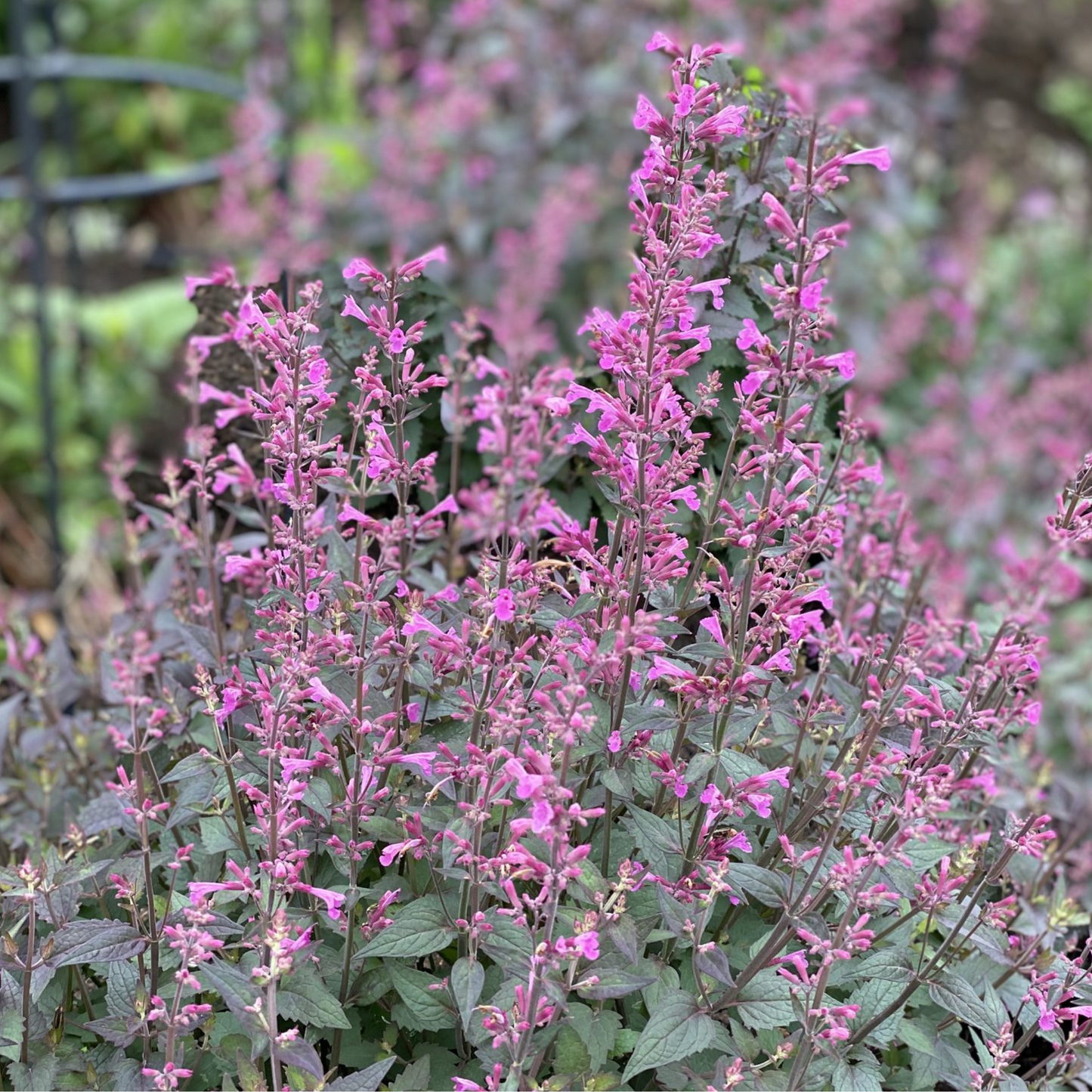 Agastache Meant To Be 'Royal Raspberry' (PW)