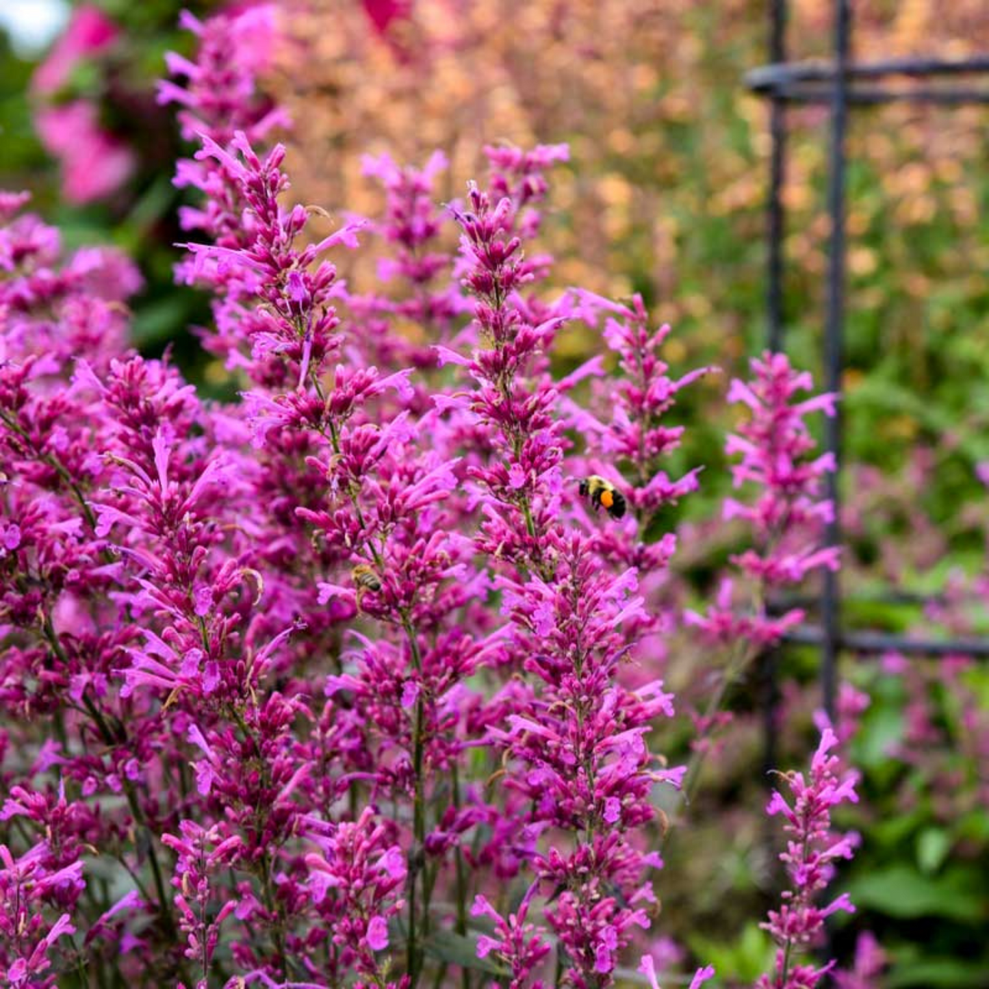 Agastache Meant To Be 'Royal Raspberry' (PW)