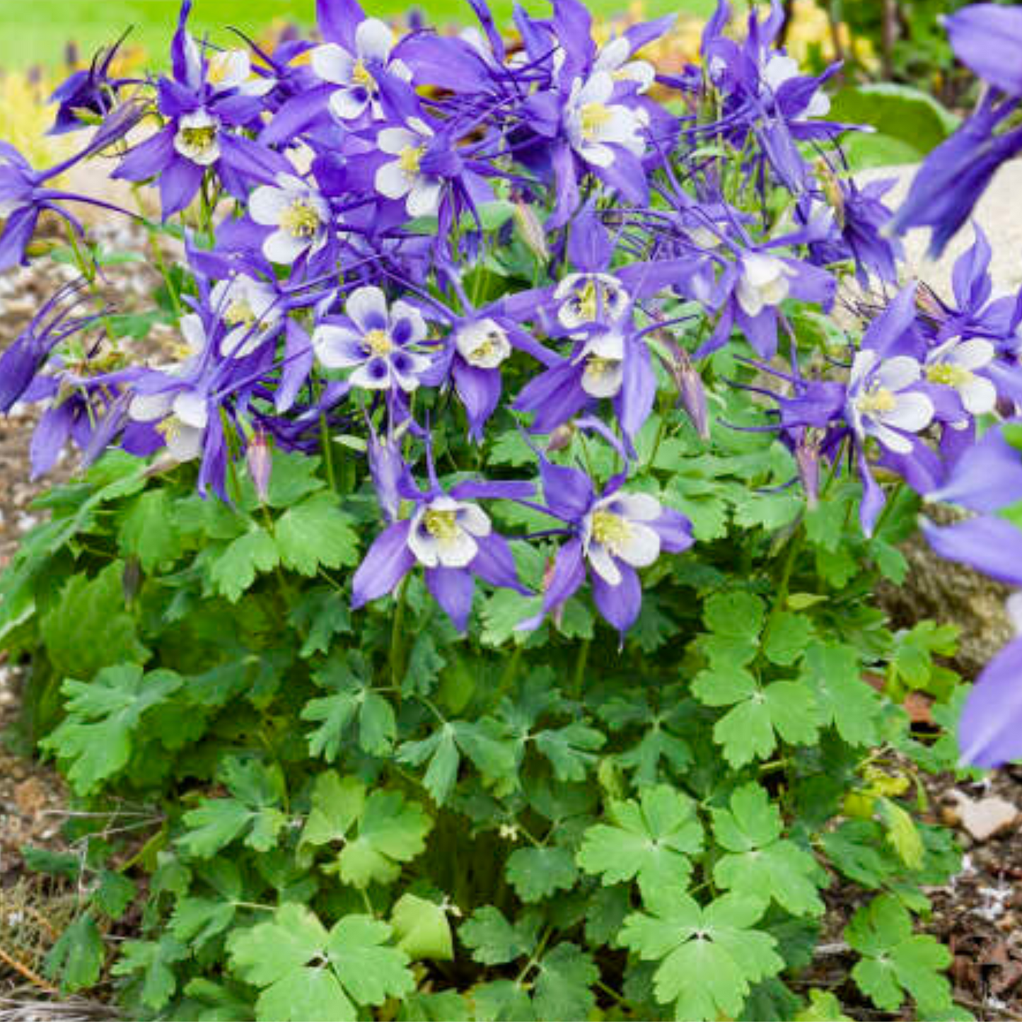 Aquilegia caerulea Kirigami 'Deep Blue & White'