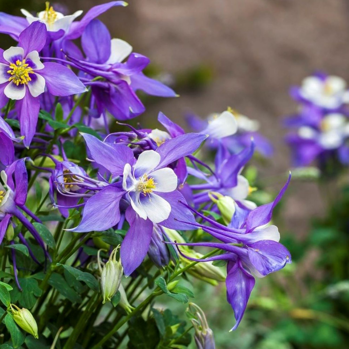 Aquilegia caerulea Kirigami 'Deep Blue & White'