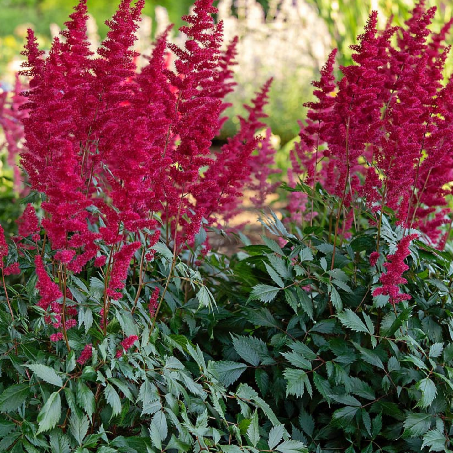 Astilbe 'Fanal'