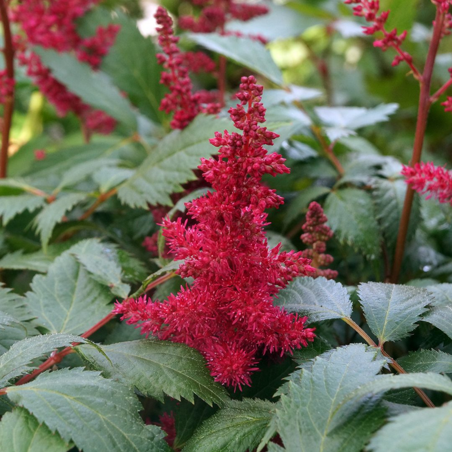 Astilbe 'Fanal'