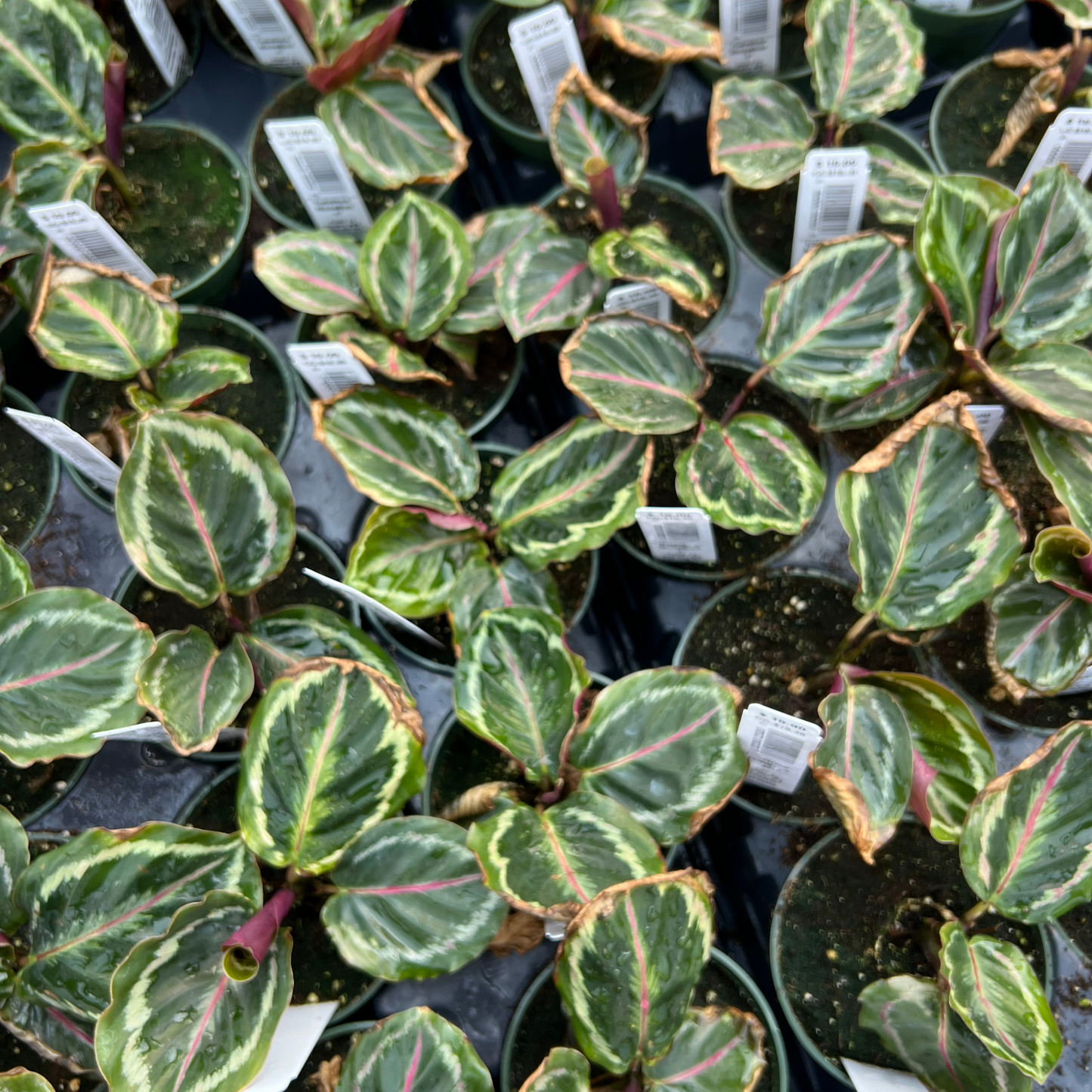 Calathea Medallion