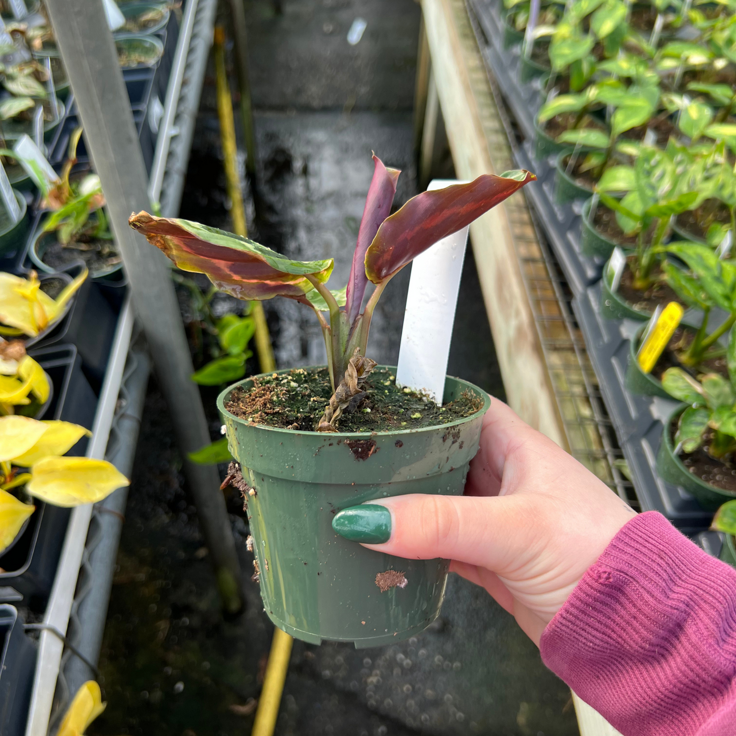Calathea Medallion