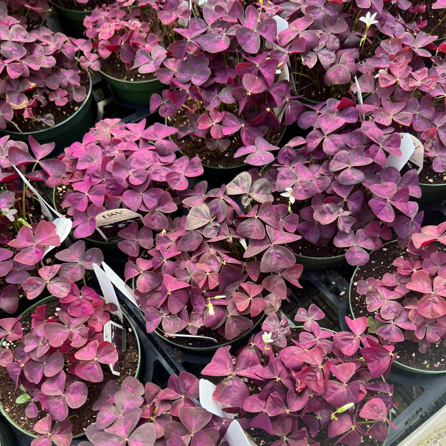 Oxalis triangularis 'Ebony Allure'