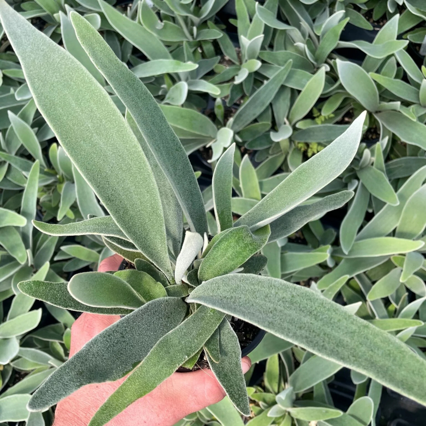Silver Staghorn Fern