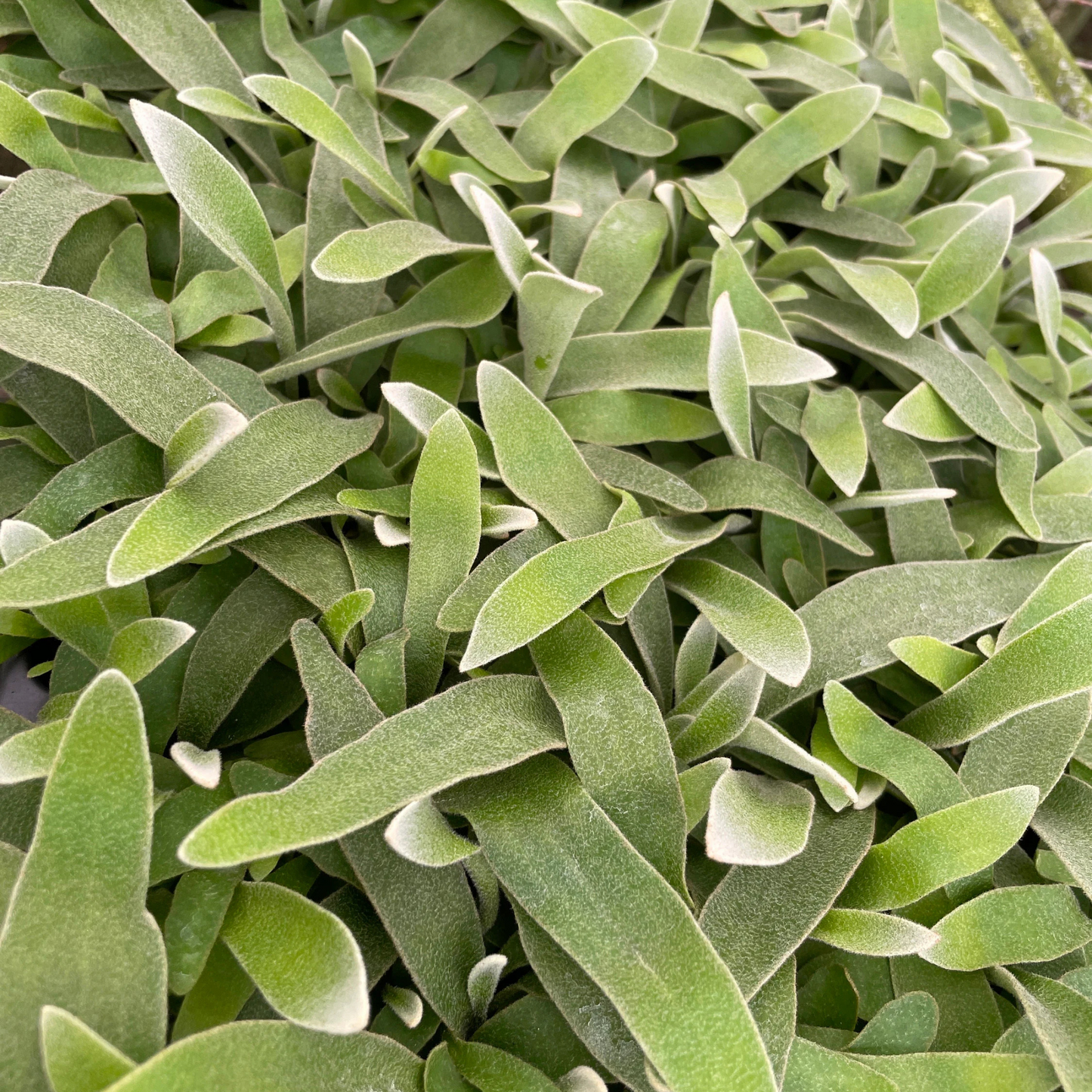 Silver Staghorn Fern