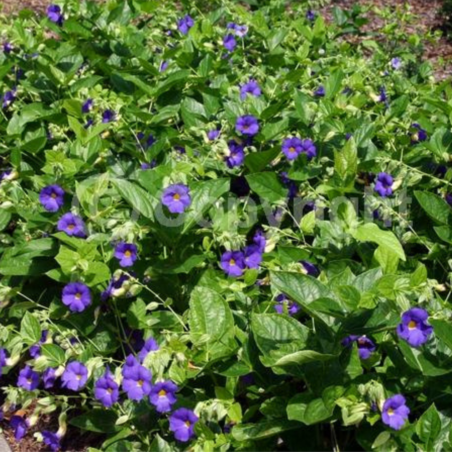 Thunbergia 'Blue Glory'