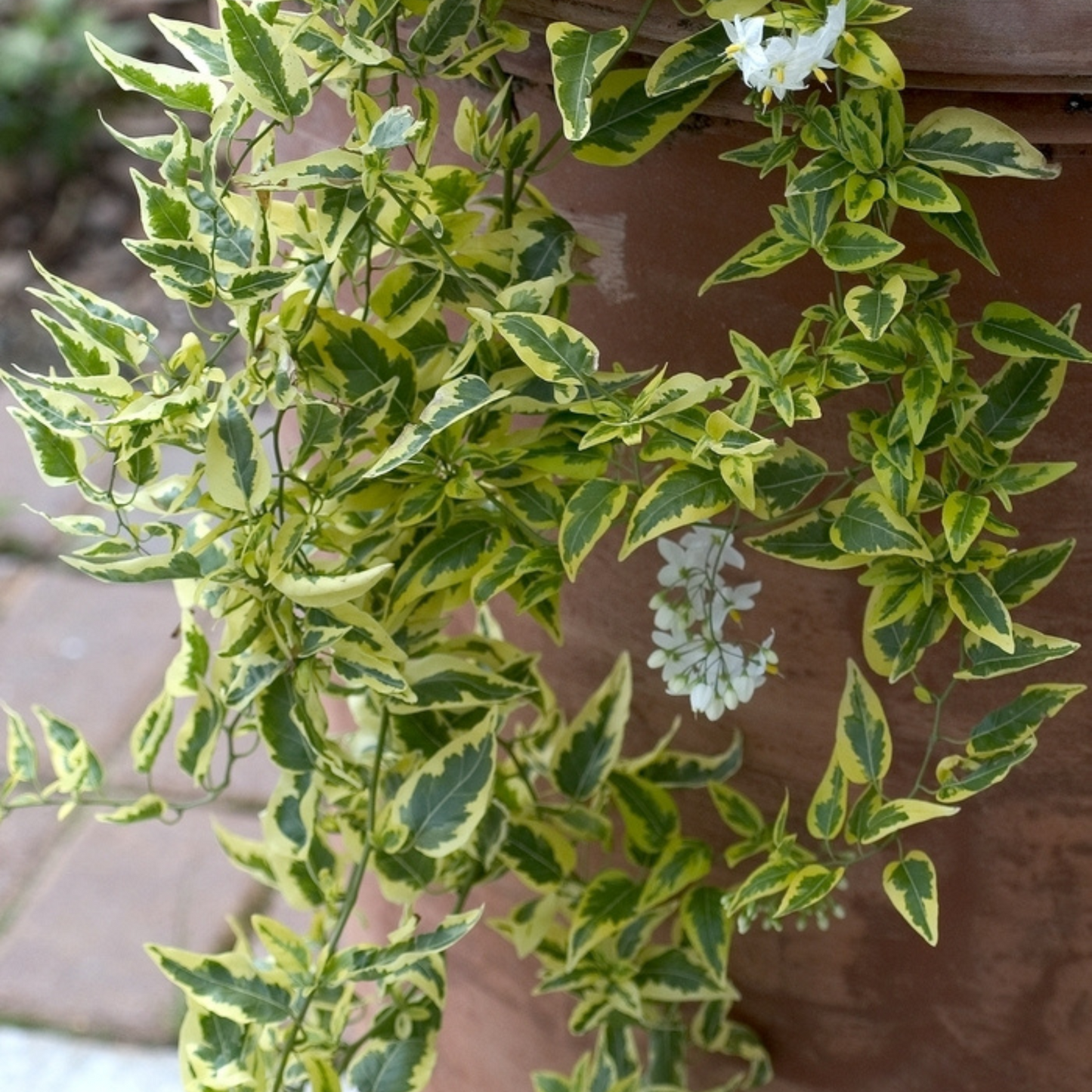 Solanum Jasminoides Variegated 'Potato Vine'