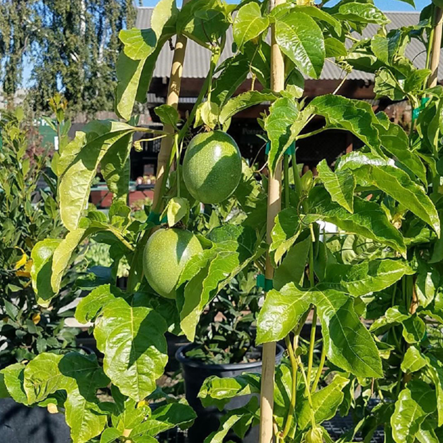 Passiflora 'Frederick'