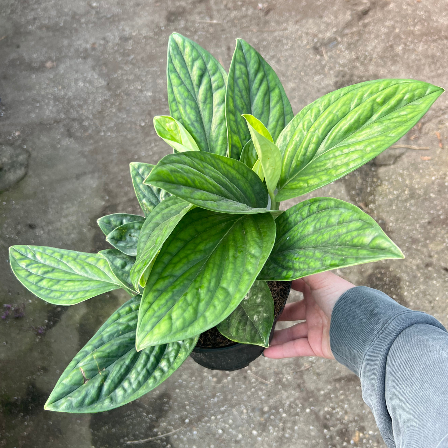 Monstera Peru