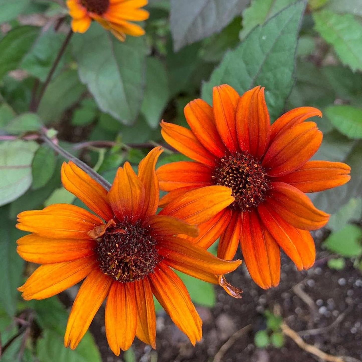 Heliopsis helianthoides var. scabra 'Bleeding Hearts'