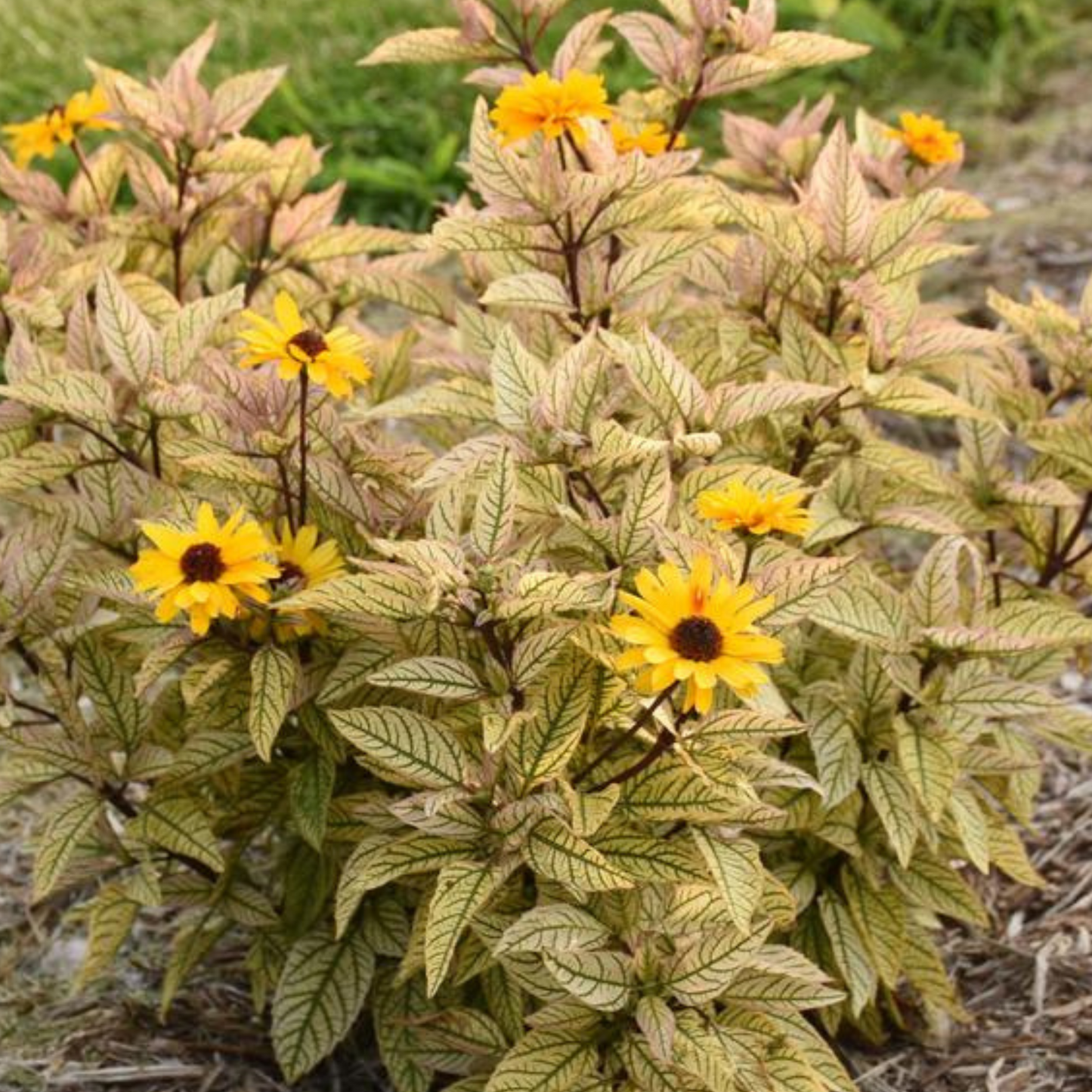 Heliopsis helianthoides 'Touch of Blush' PW