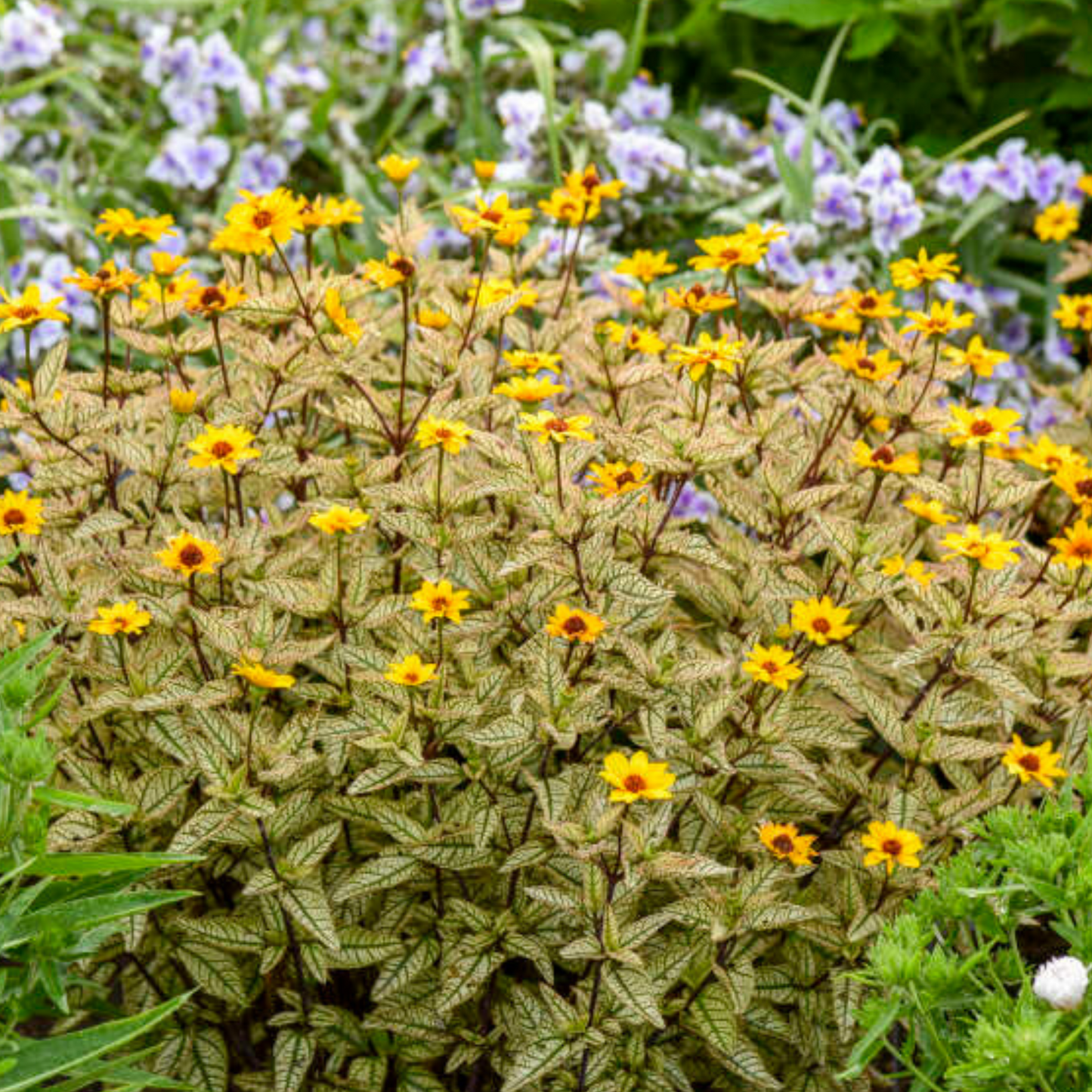 Heliopsis helianthoides 'Touch of Blush' PW