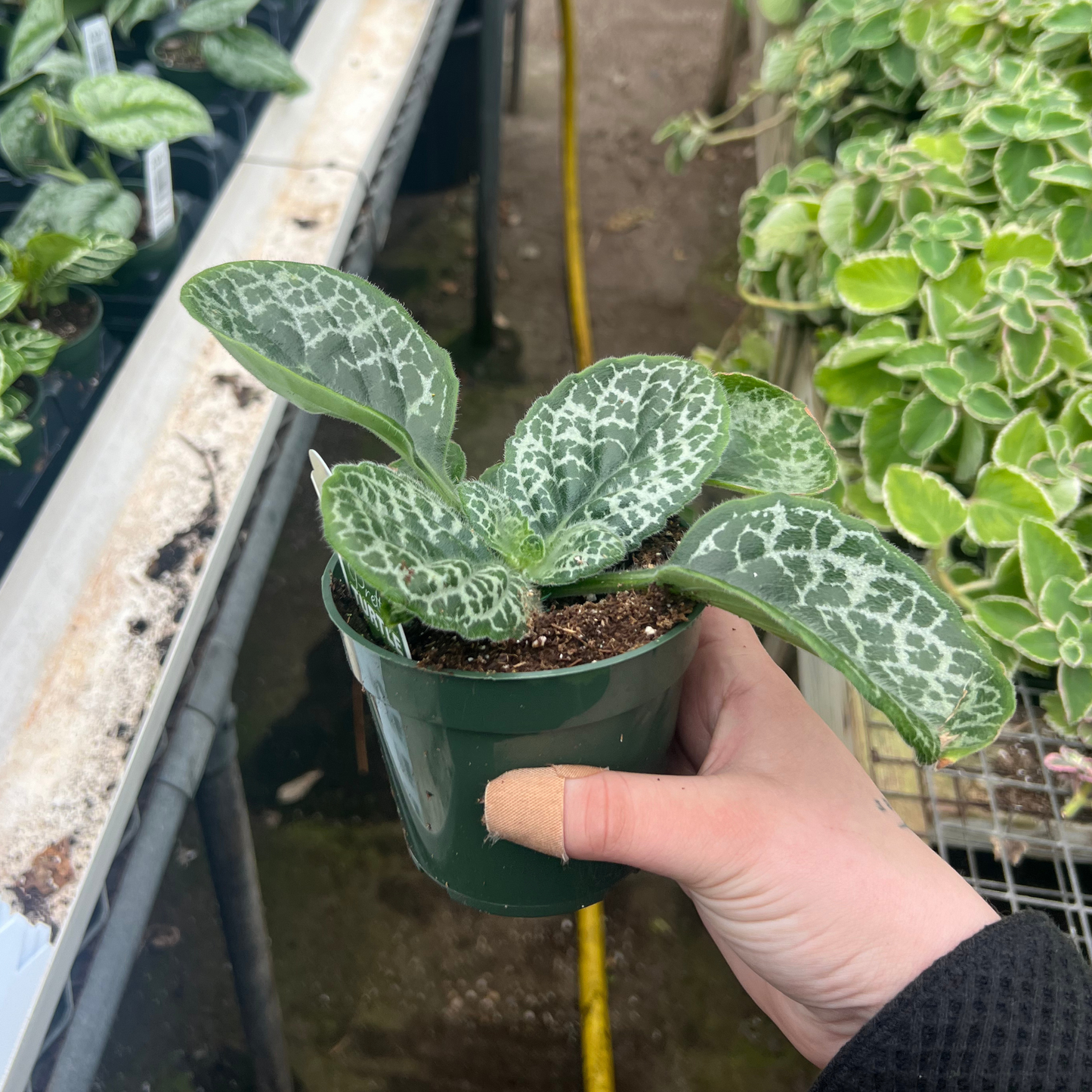 Streptocarpus Pretty Turtle