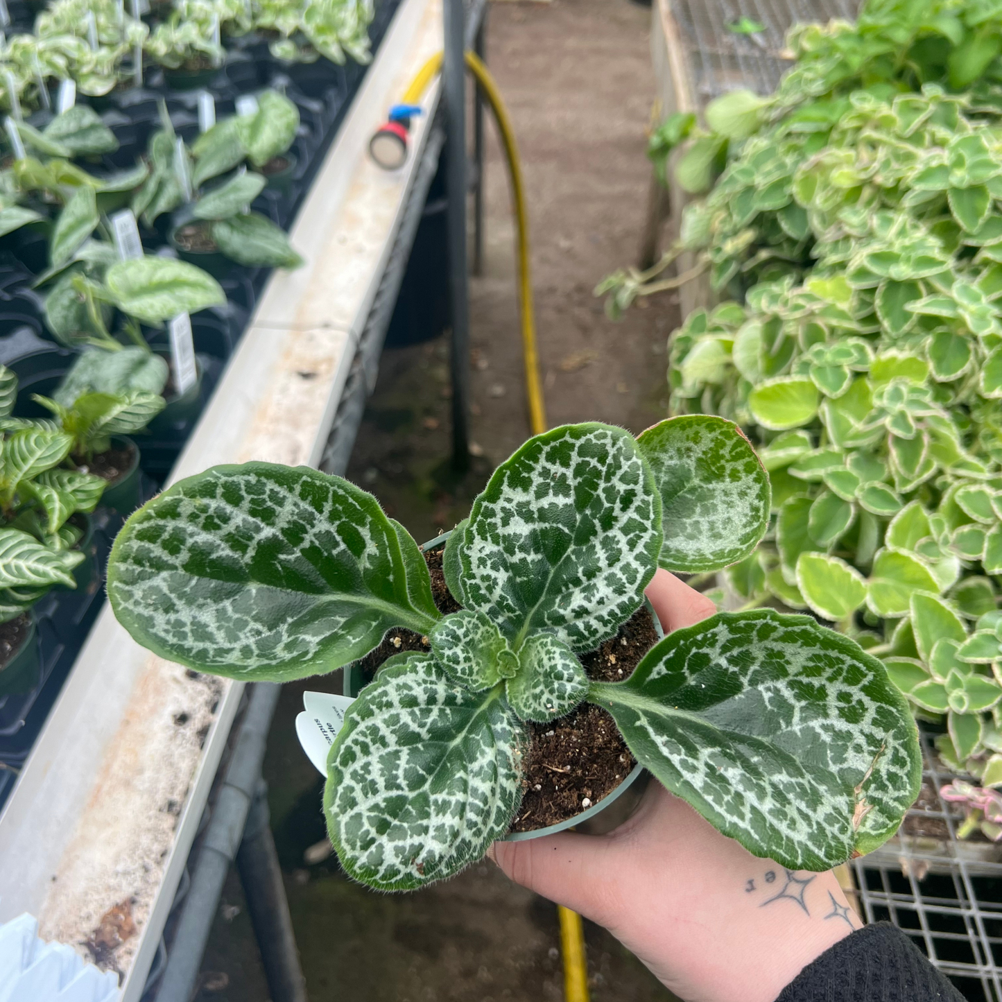 Streptocarpus Pretty Turtle