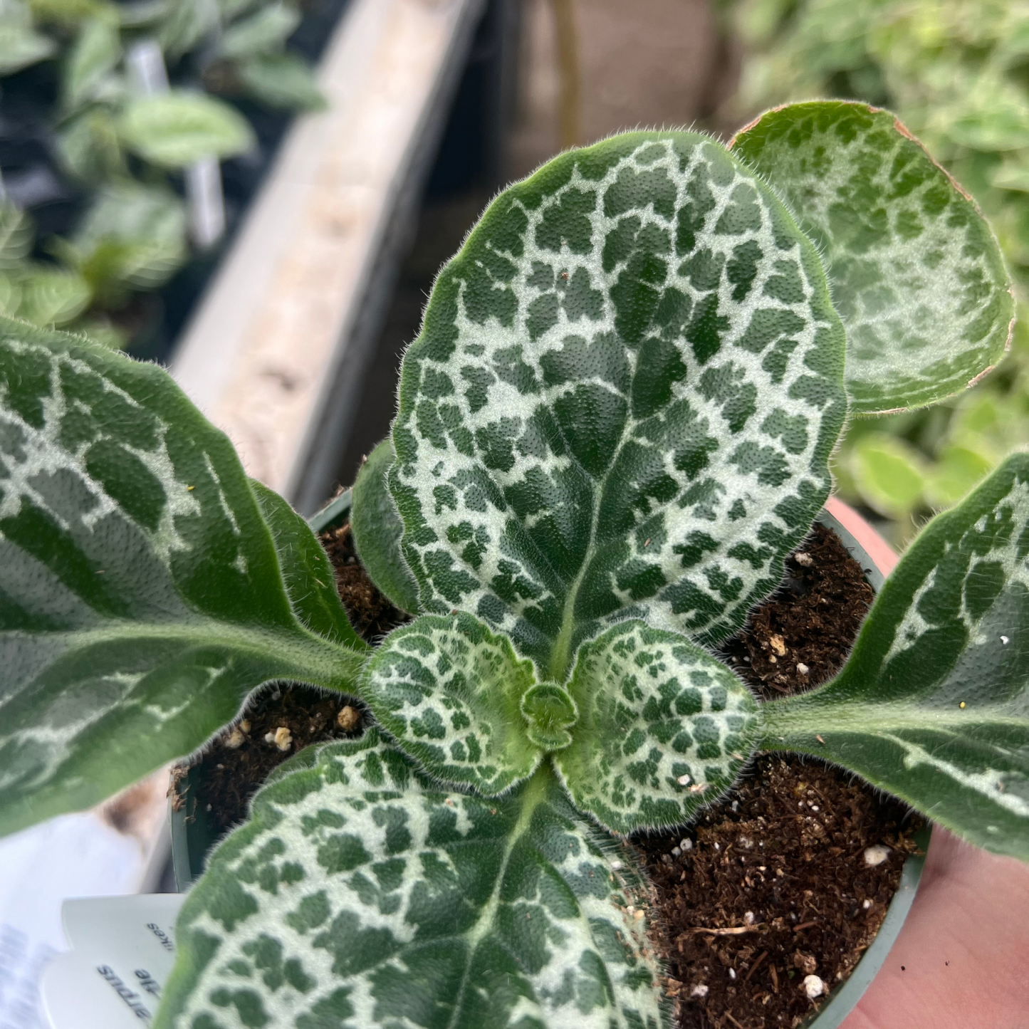 Streptocarpus Pretty Turtle