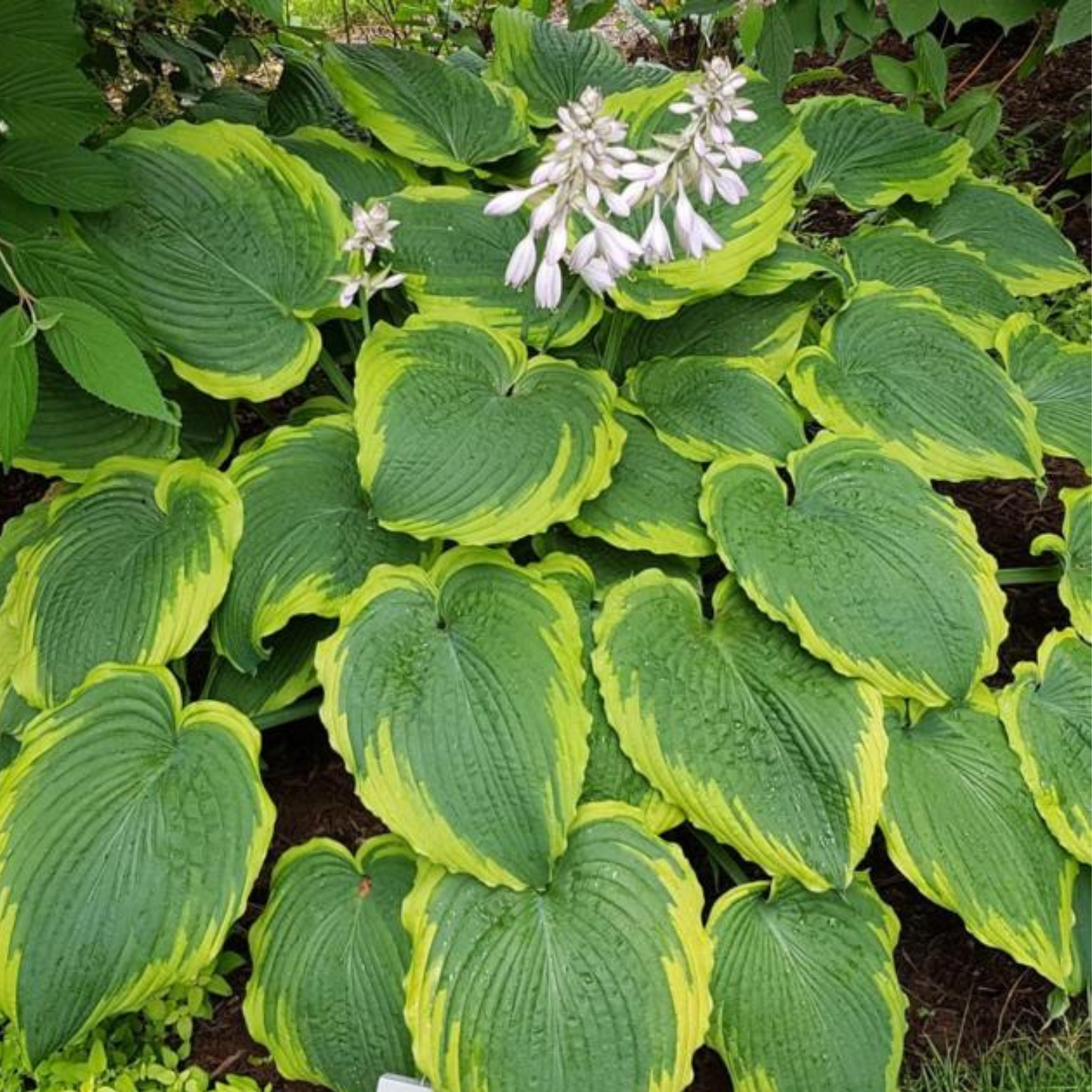 Hosta 'Spartacus'