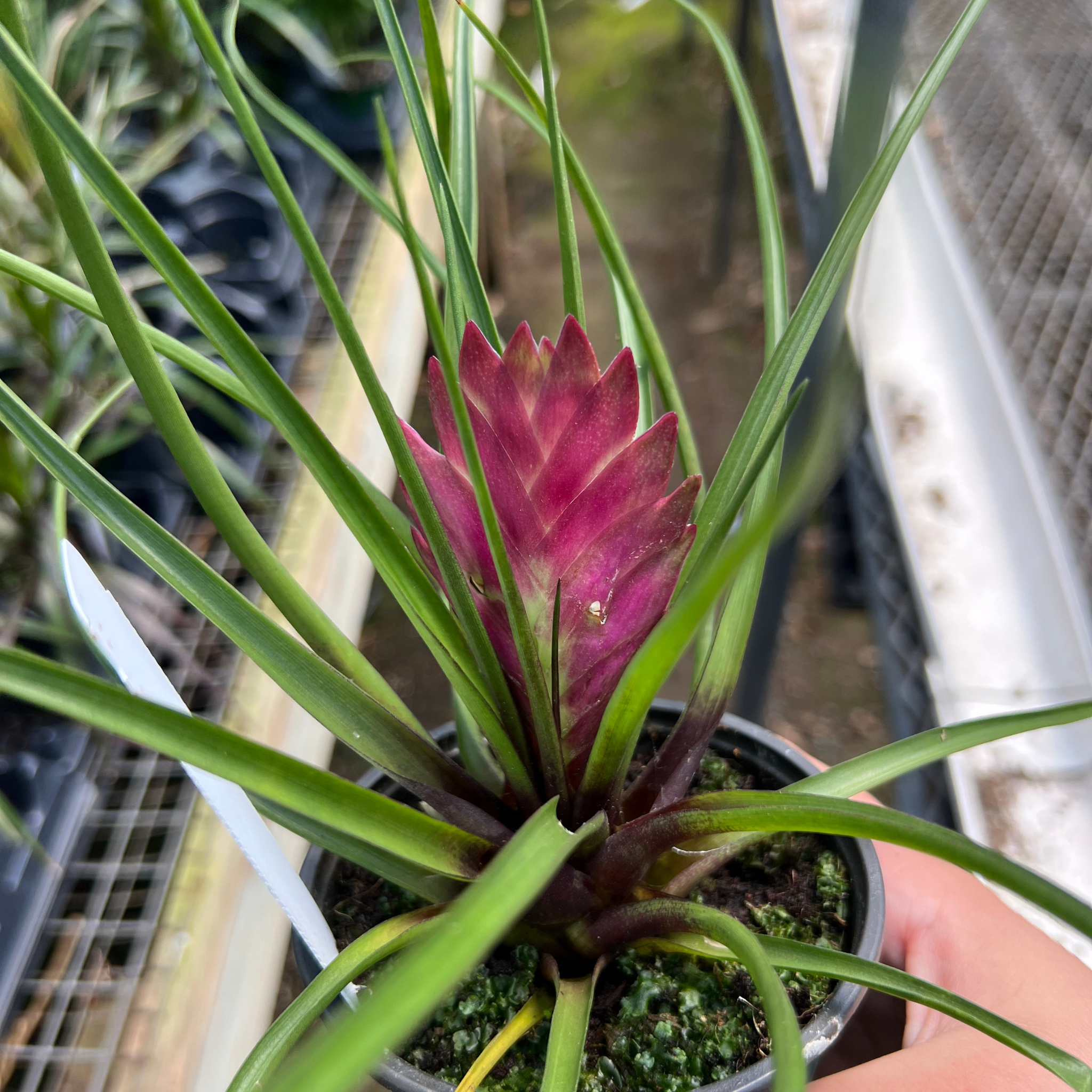 cyanea air plant Tillandsia cyanea
