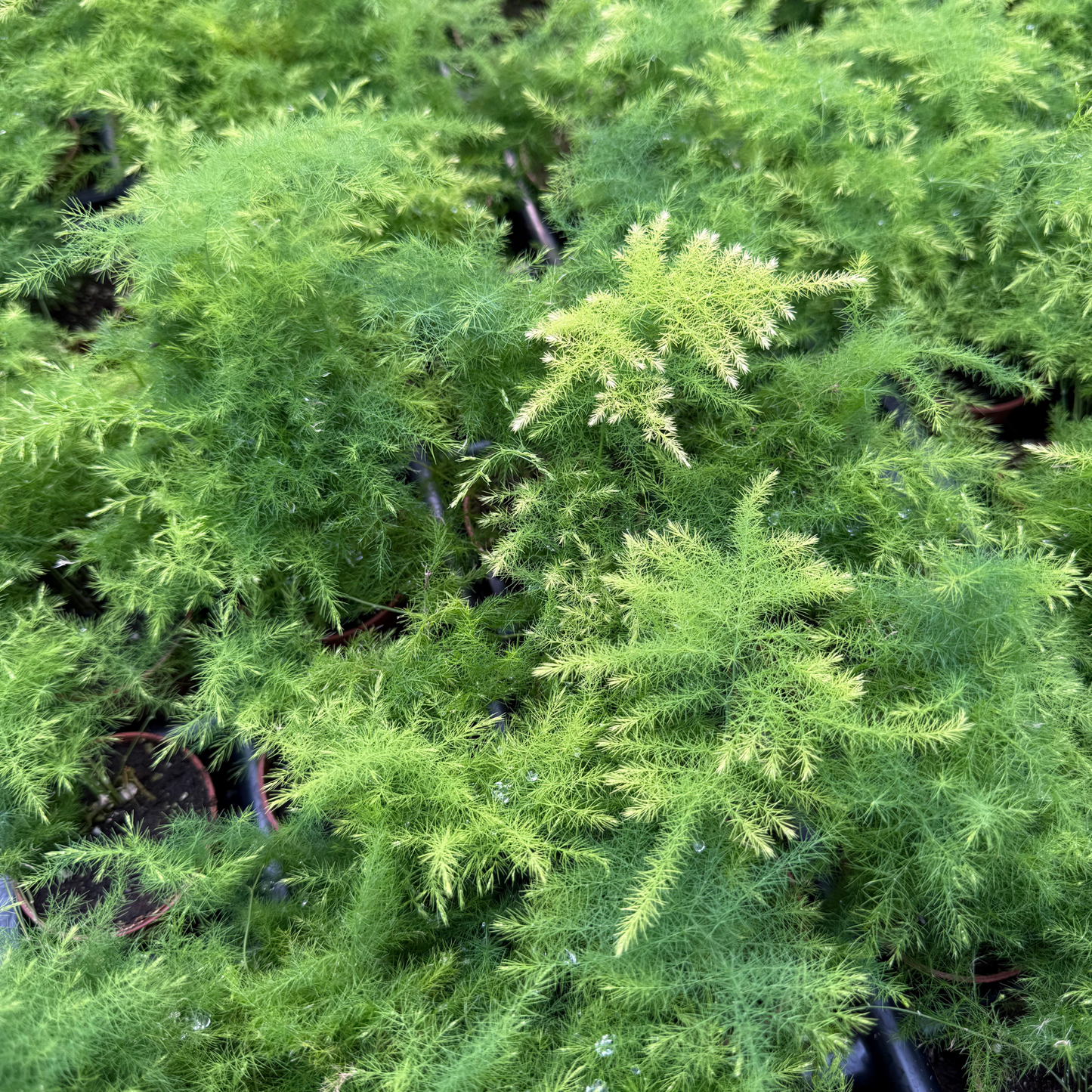Asparagus Plumosa Fern
