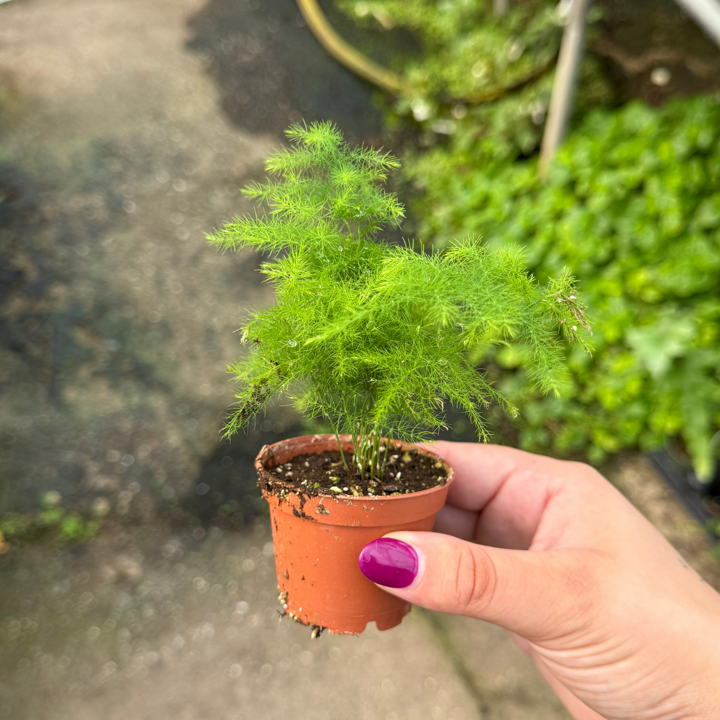 Asparagus Plumosa Fern