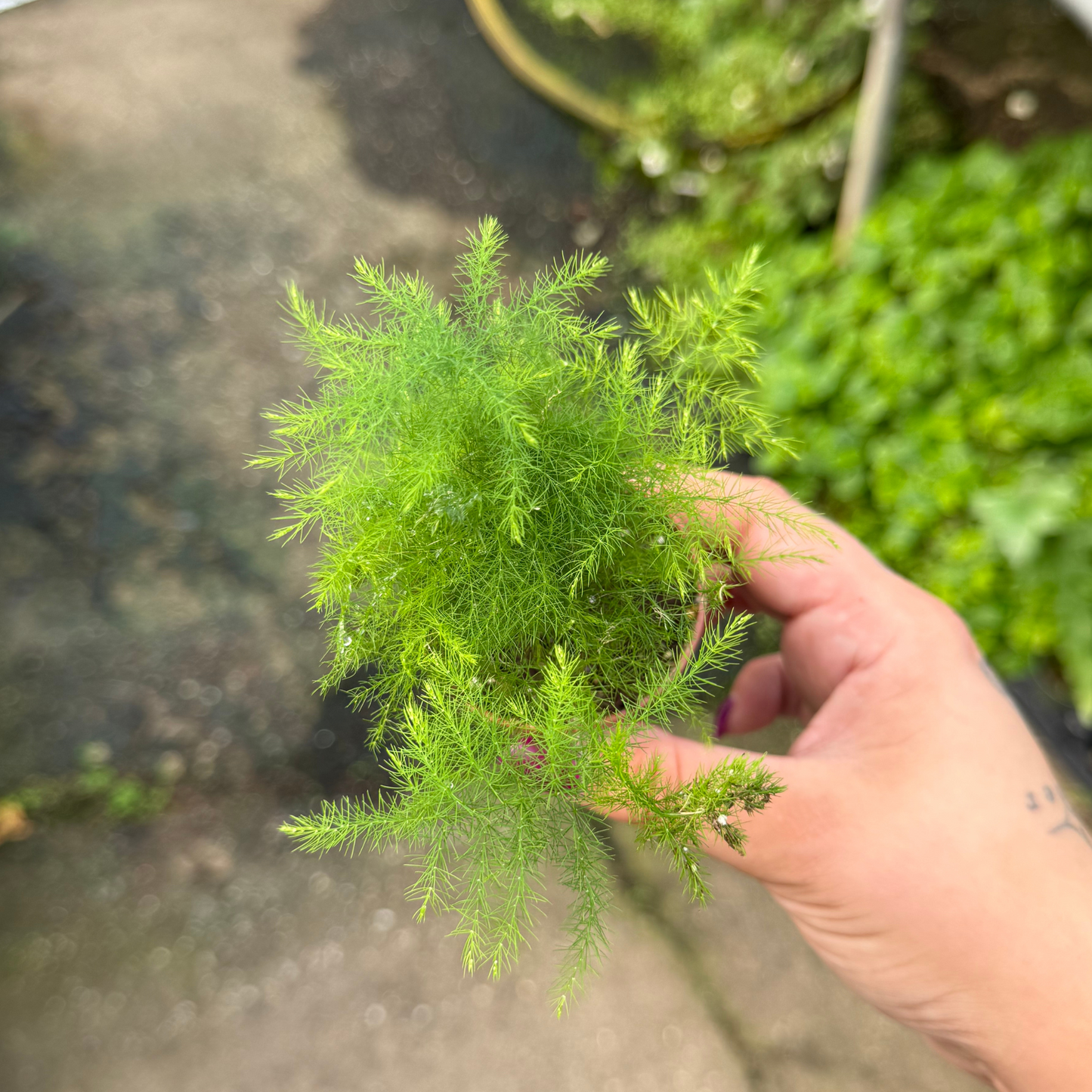 Asparagus Plumosa Fern
