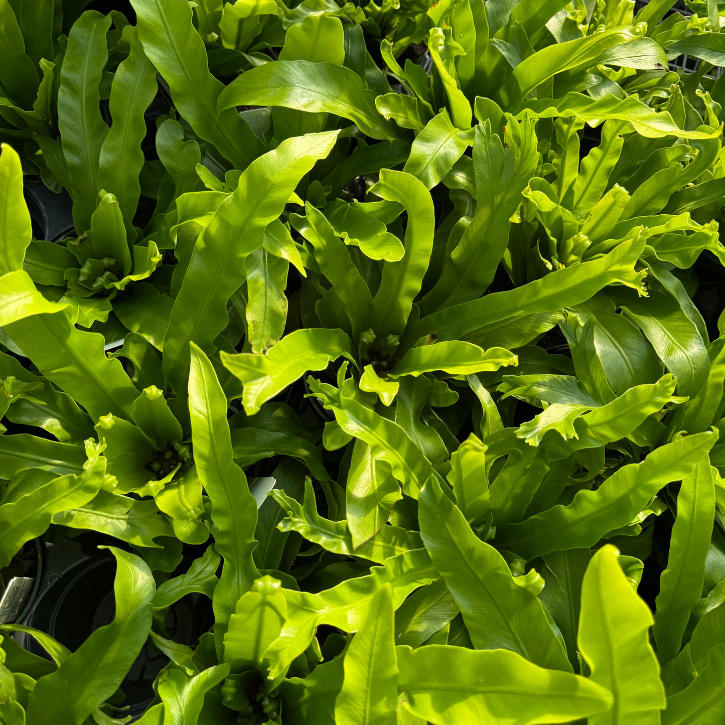 Crissie Bird's Nest Fern