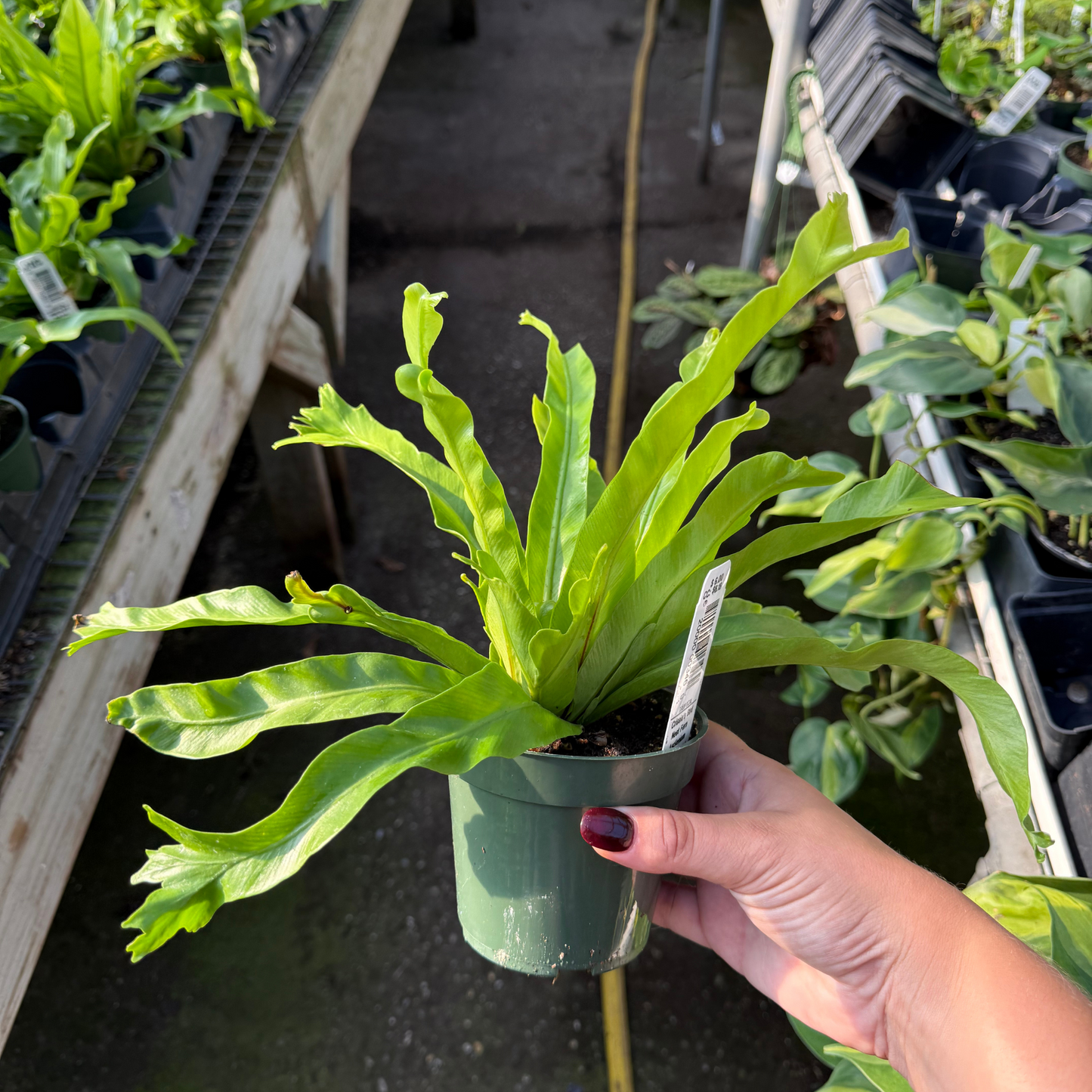 Crissie Bird's Nest Fern