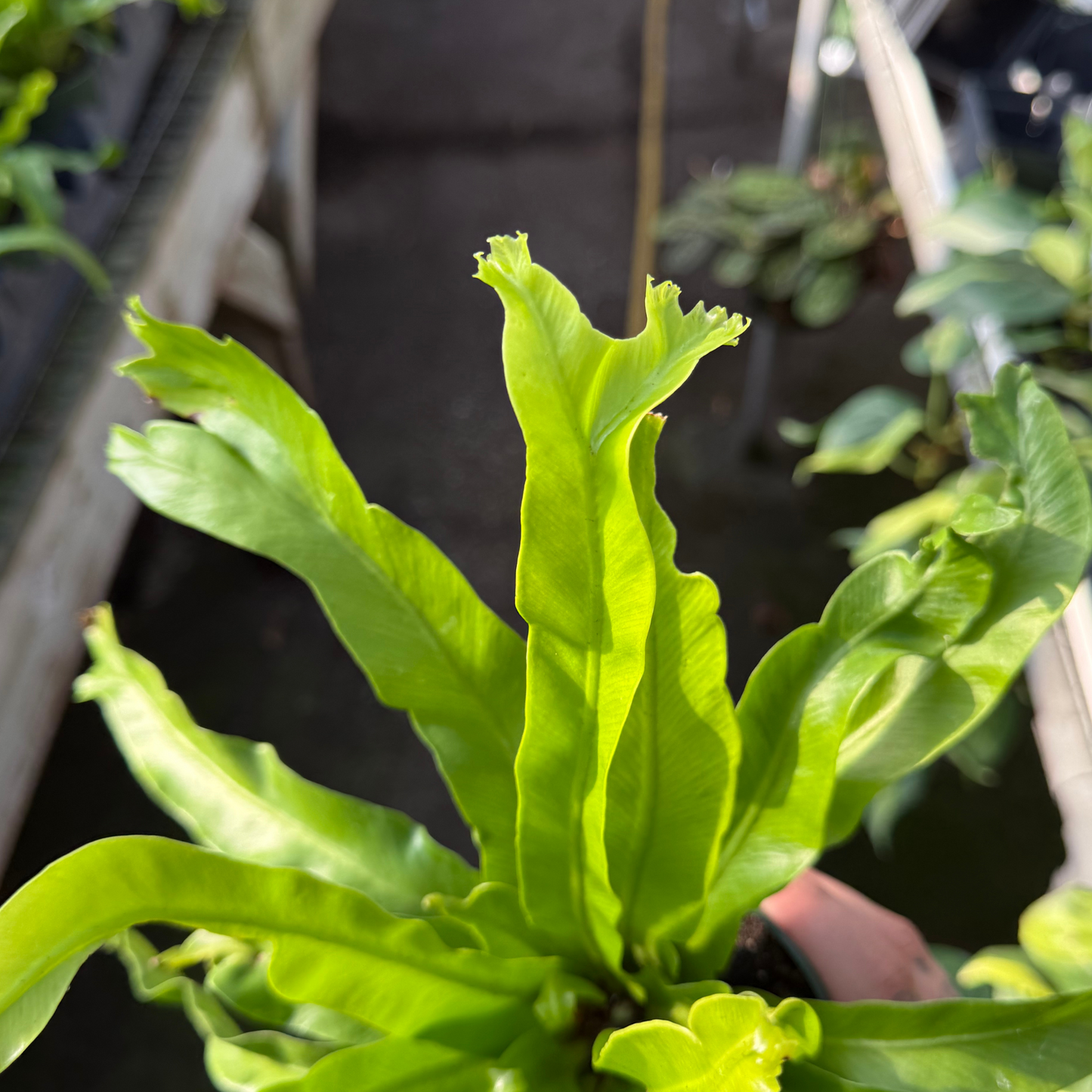 Crissie Bird's Nest Fern