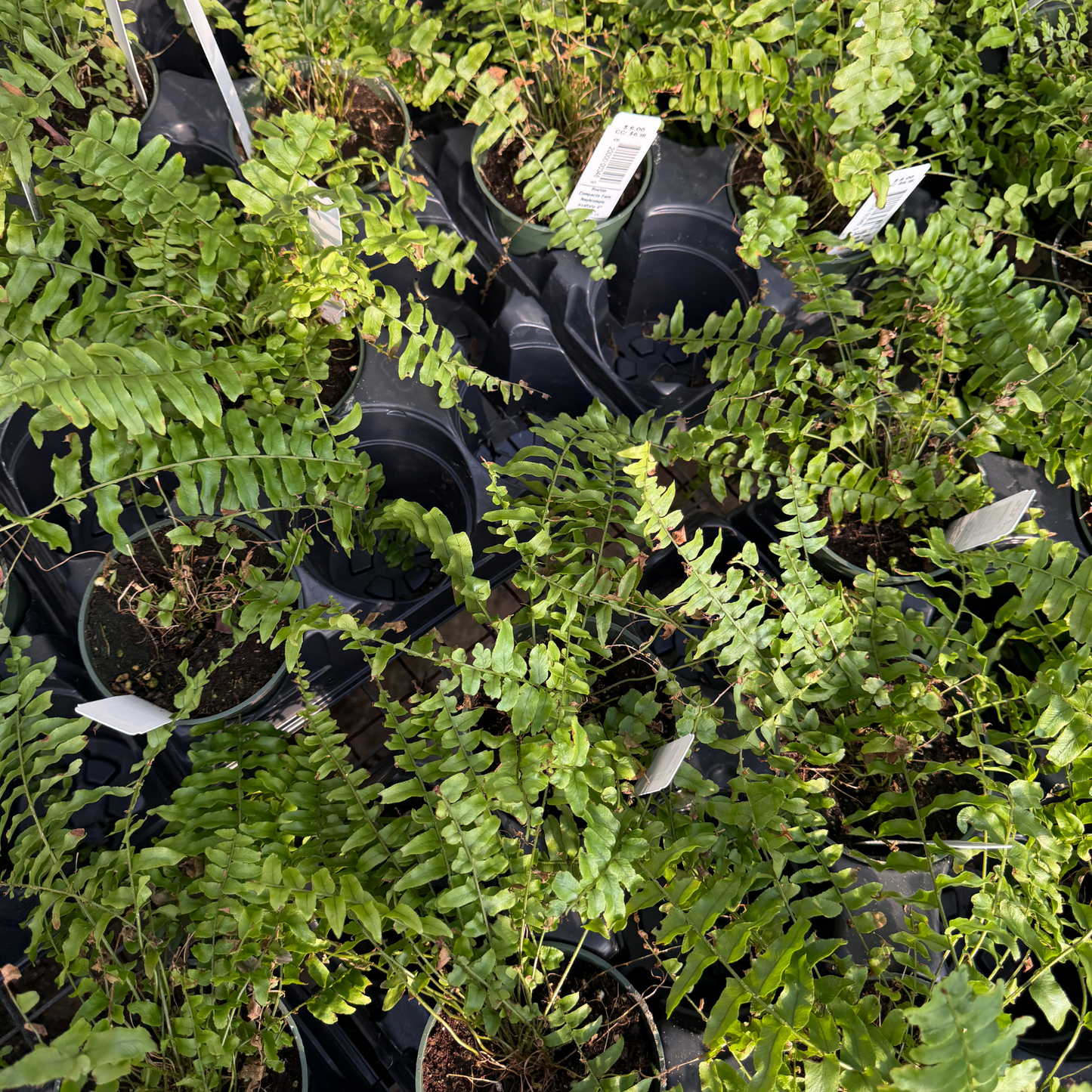Boston Compacta Fern