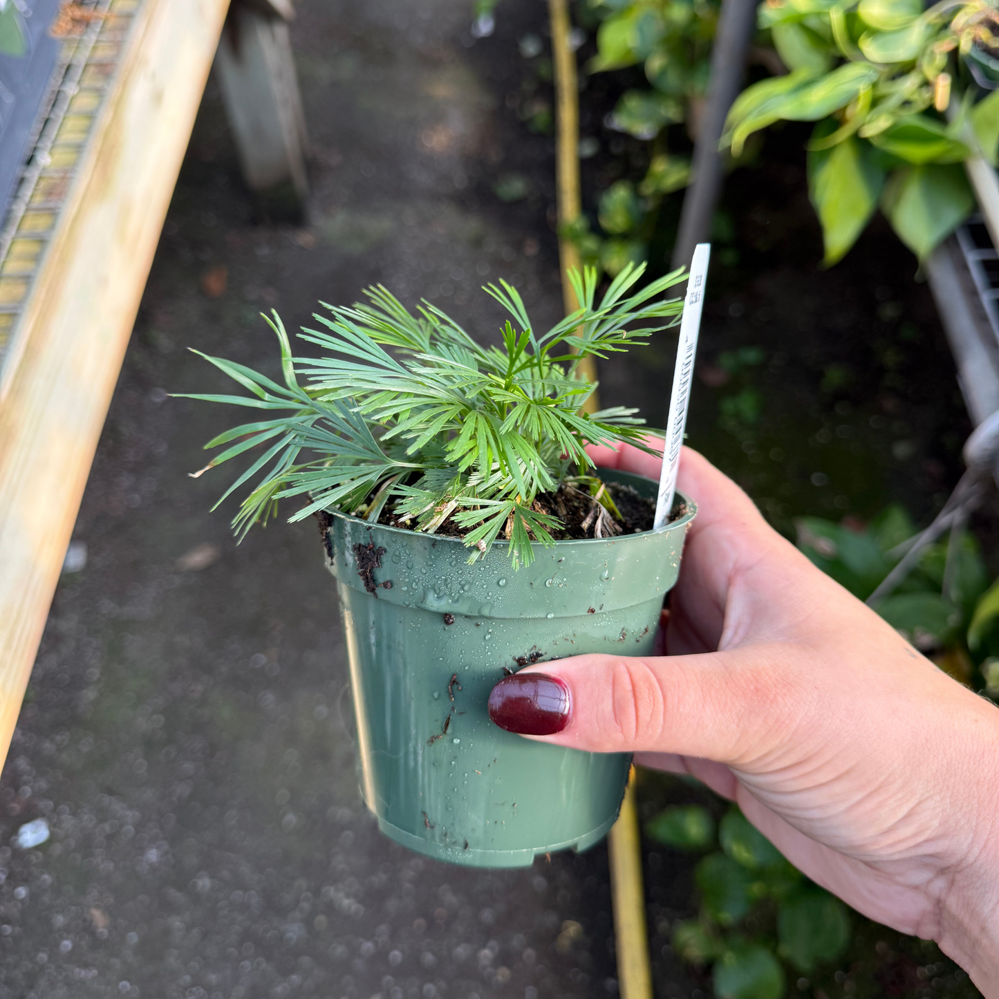 Eyleash Fern