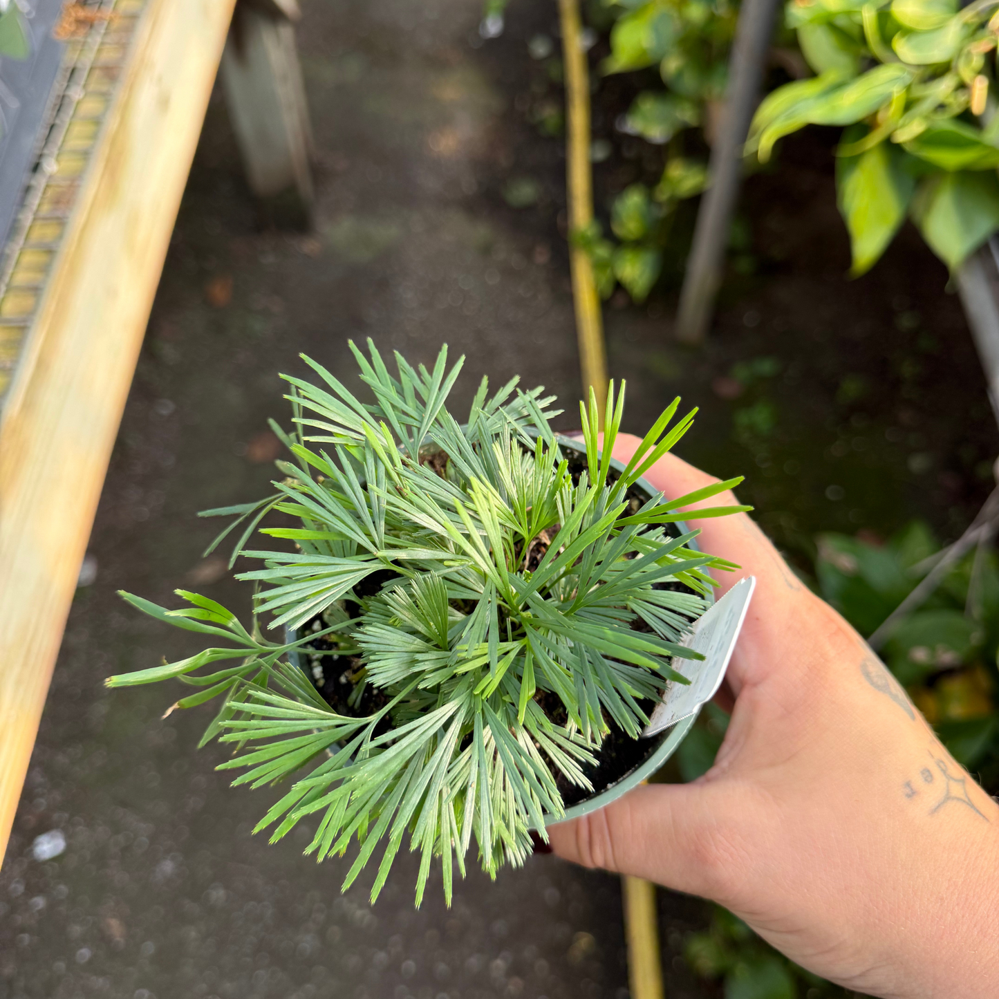 Eyleash Fern